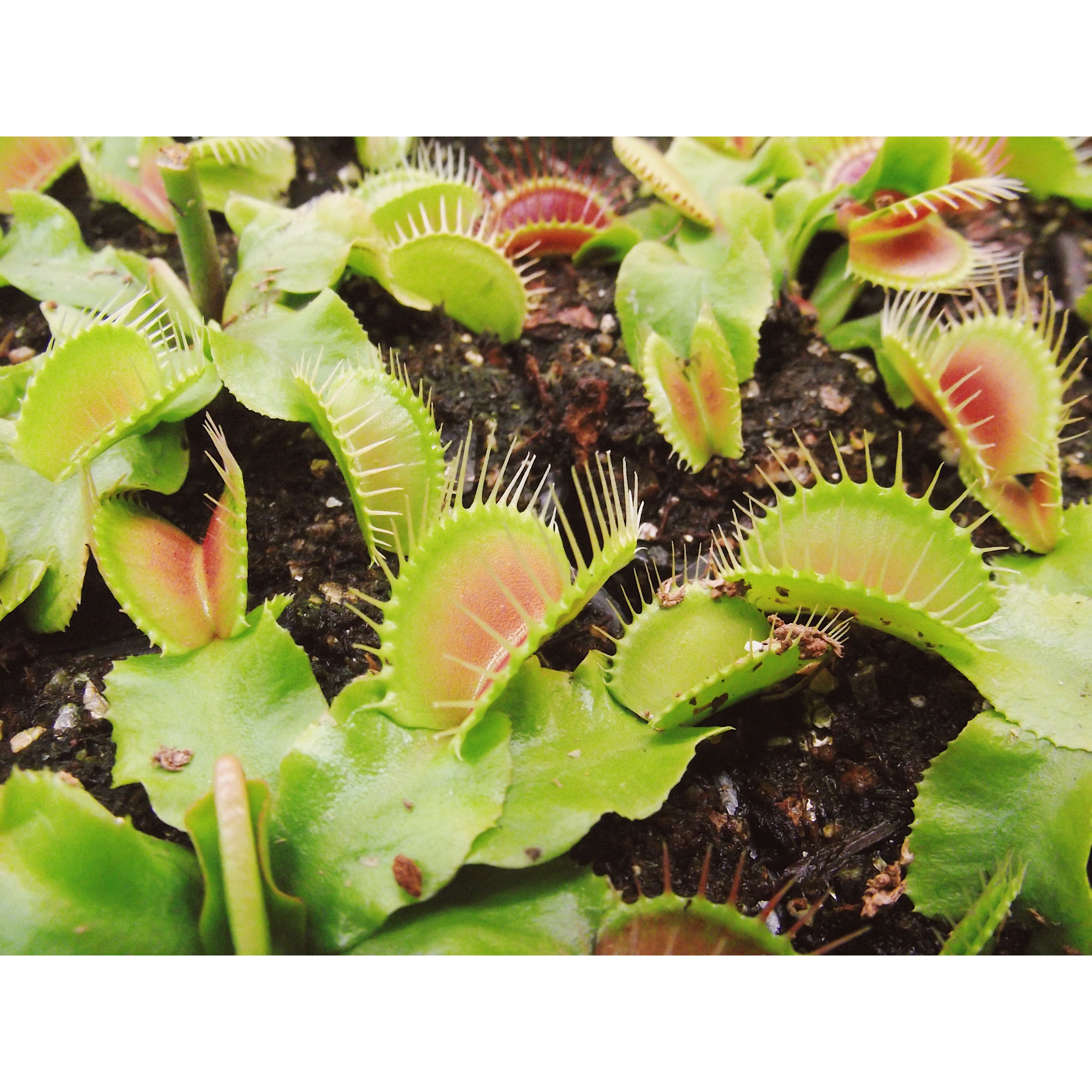 Venus Fly Trap Bundle