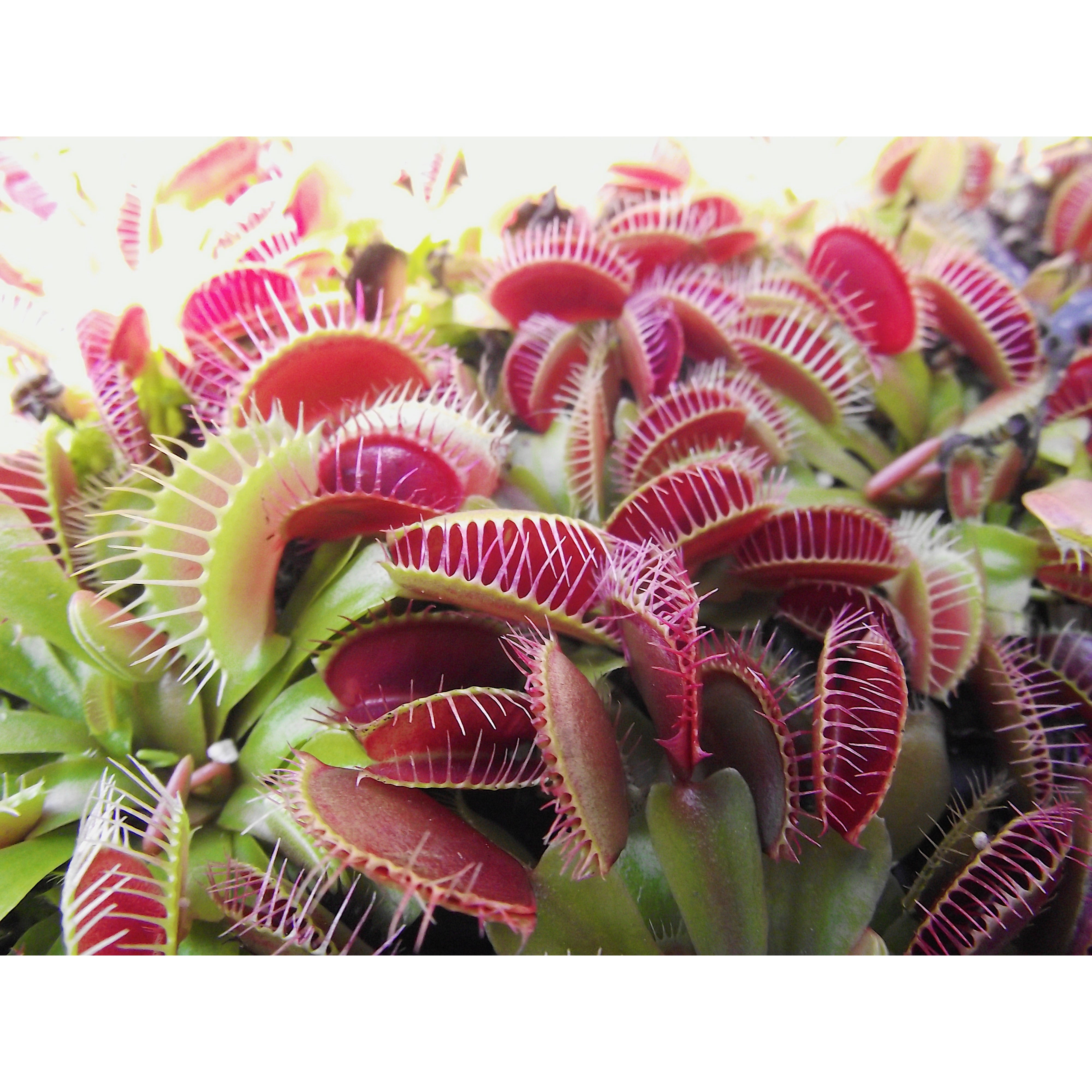 Venus Fly Trap Bundle