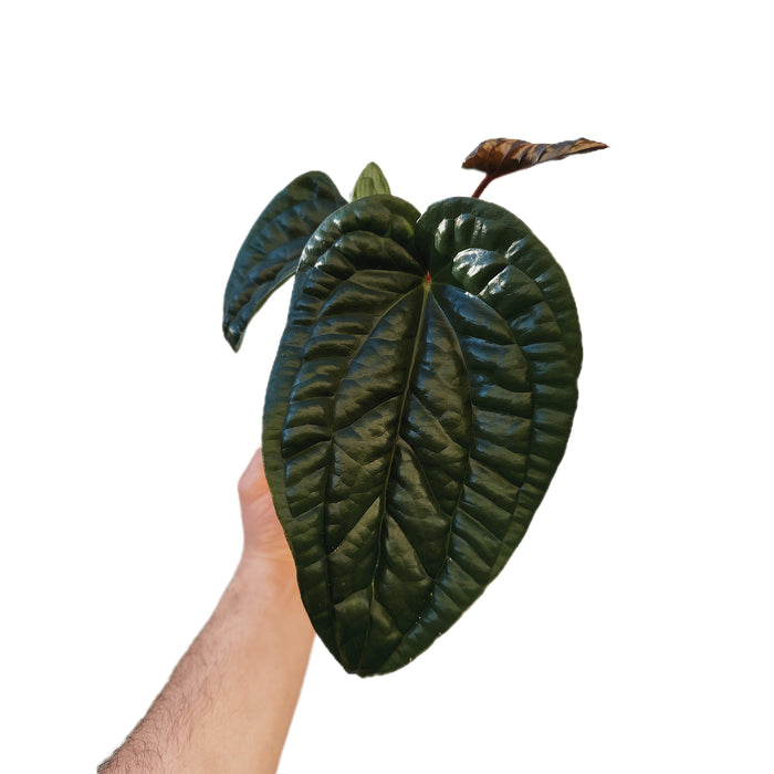 Anthurium Radican X Luxurian