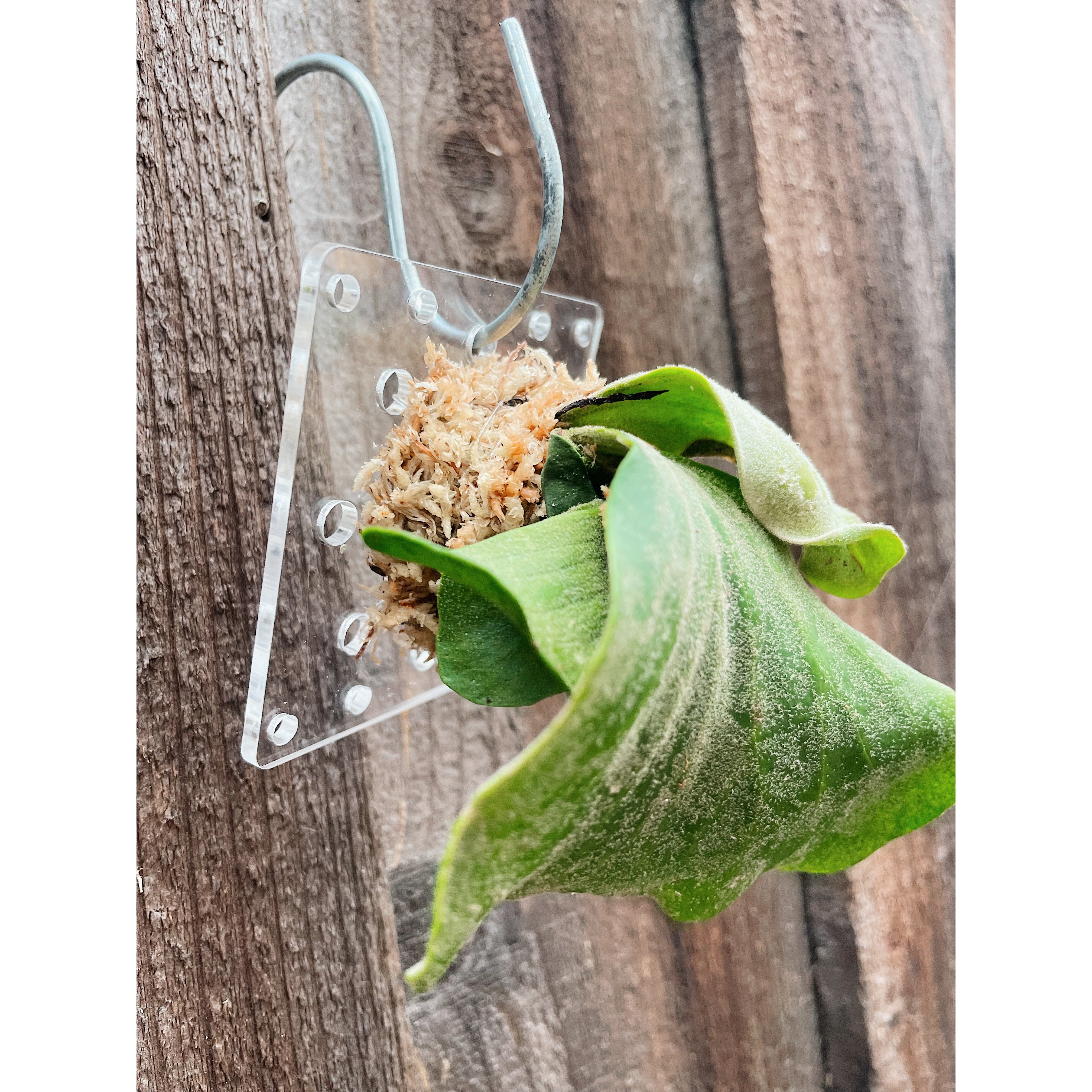 Clear Acrylic Board For Mounting Orchids - Staghorns - Epiphytes - Other Ferns - Air Plants