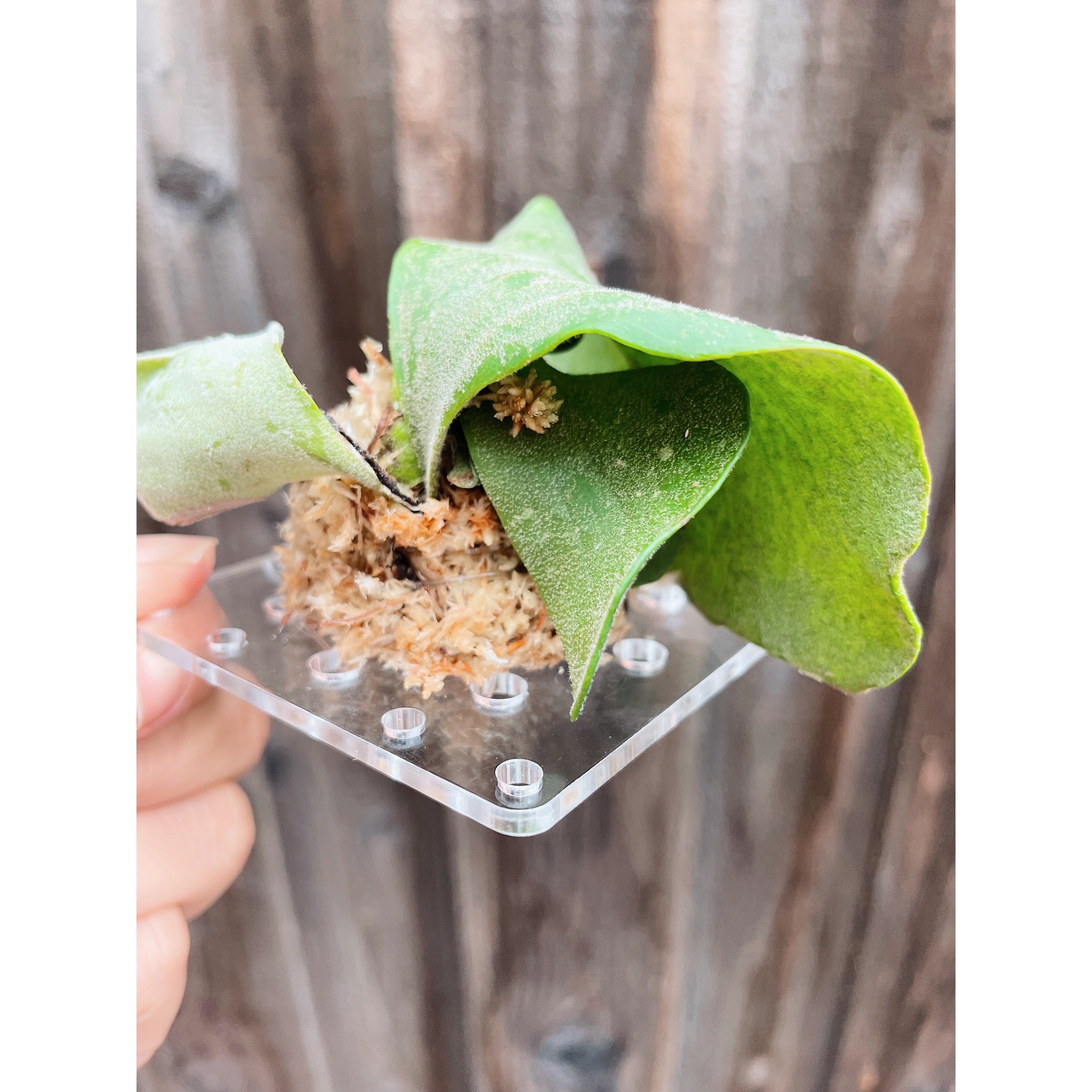 Clear Acrylic Board For Mounting Orchids - Staghorns - Epiphytes - Other Ferns - Air Plants