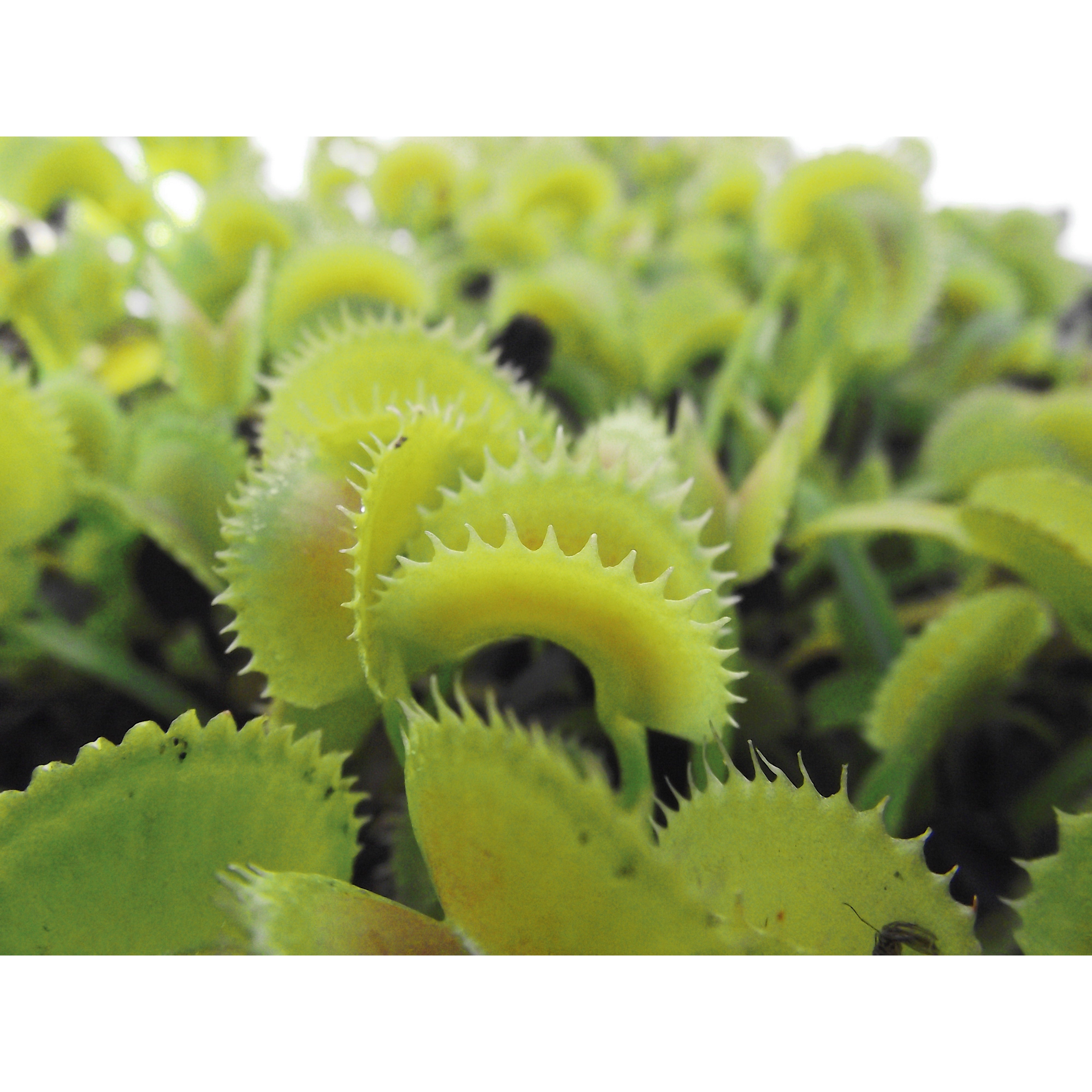 Venus Fly Trap Bundle