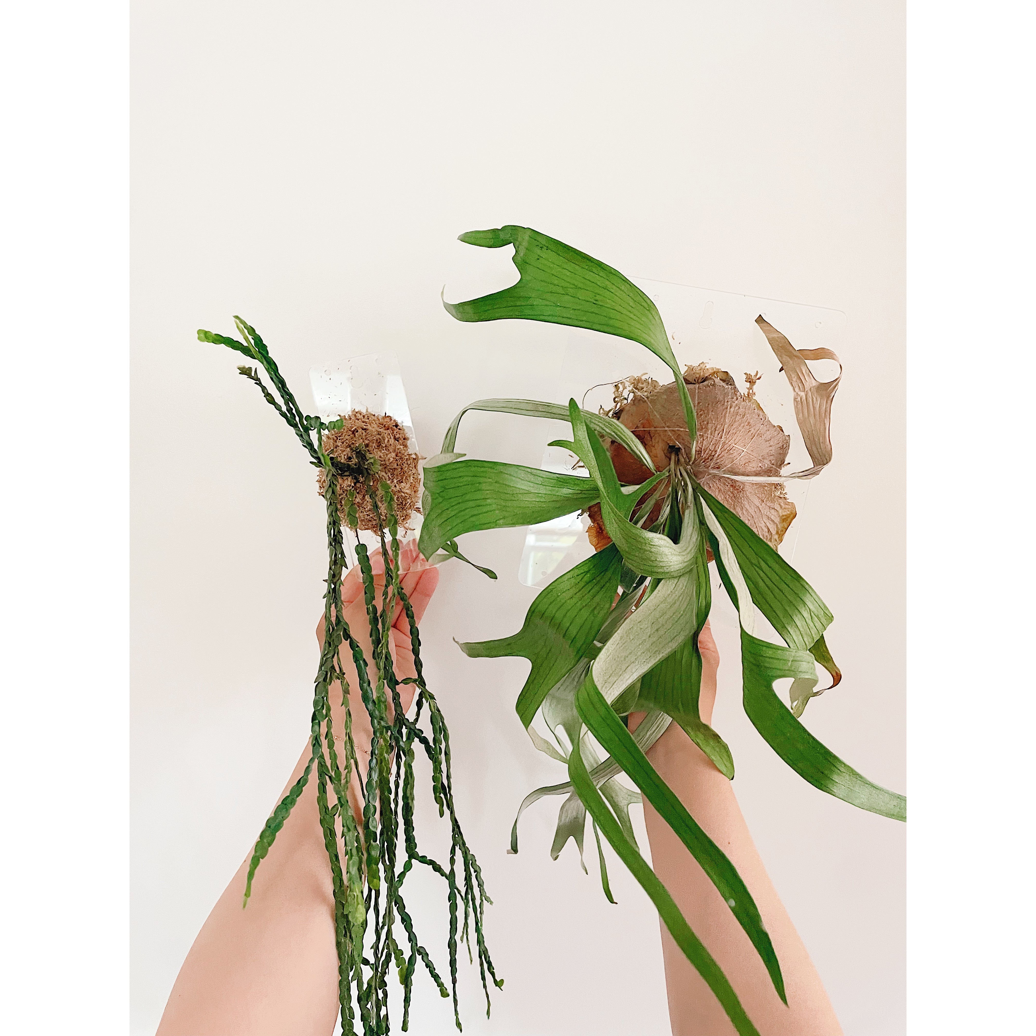 Clear Acrylic Board For Mounting Orchids - Staghorns - Epiphytes - Other Ferns - Air Plants