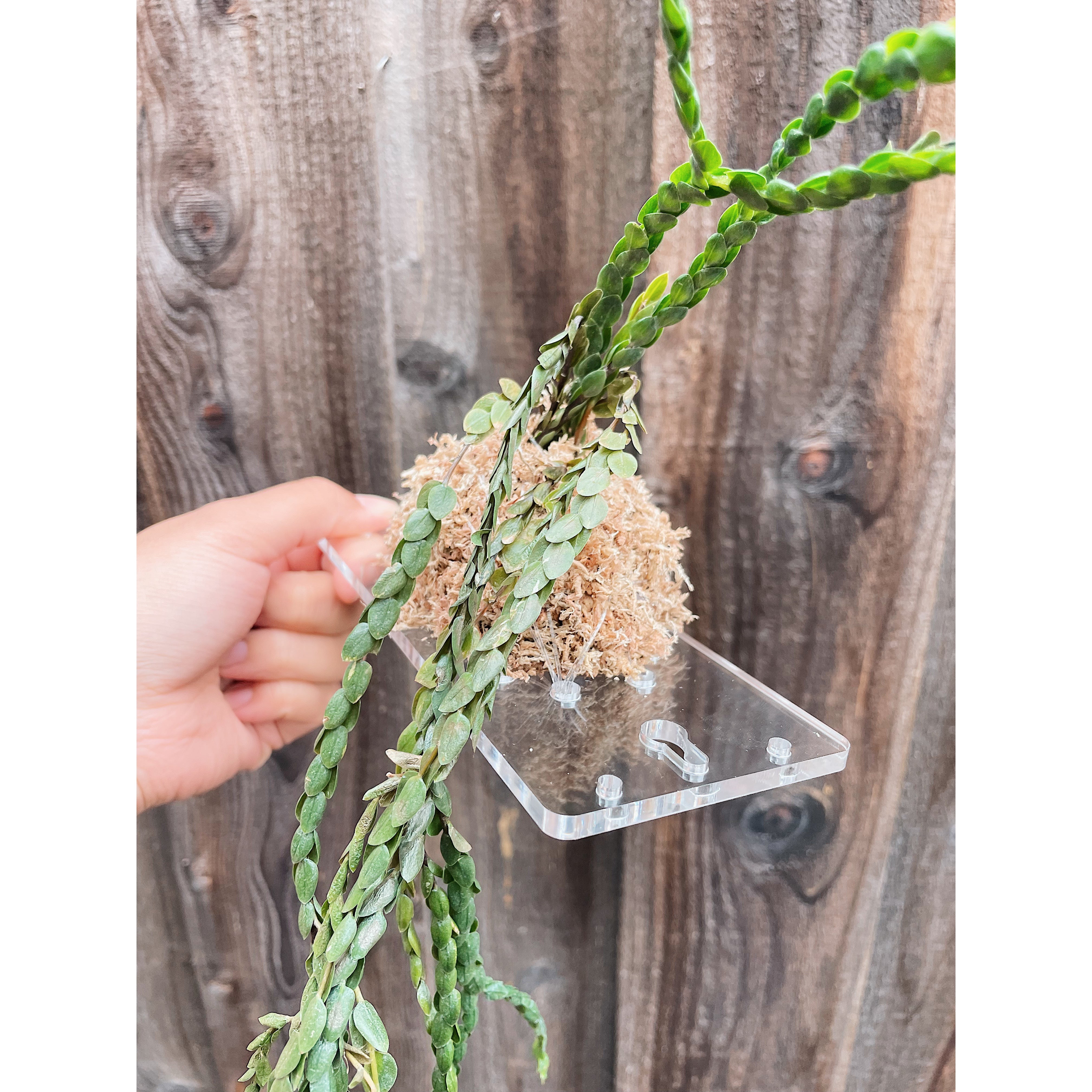 Clear Acrylic Board For Mounting Orchids - Staghorns - Epiphytes - Other Ferns - Air Plants