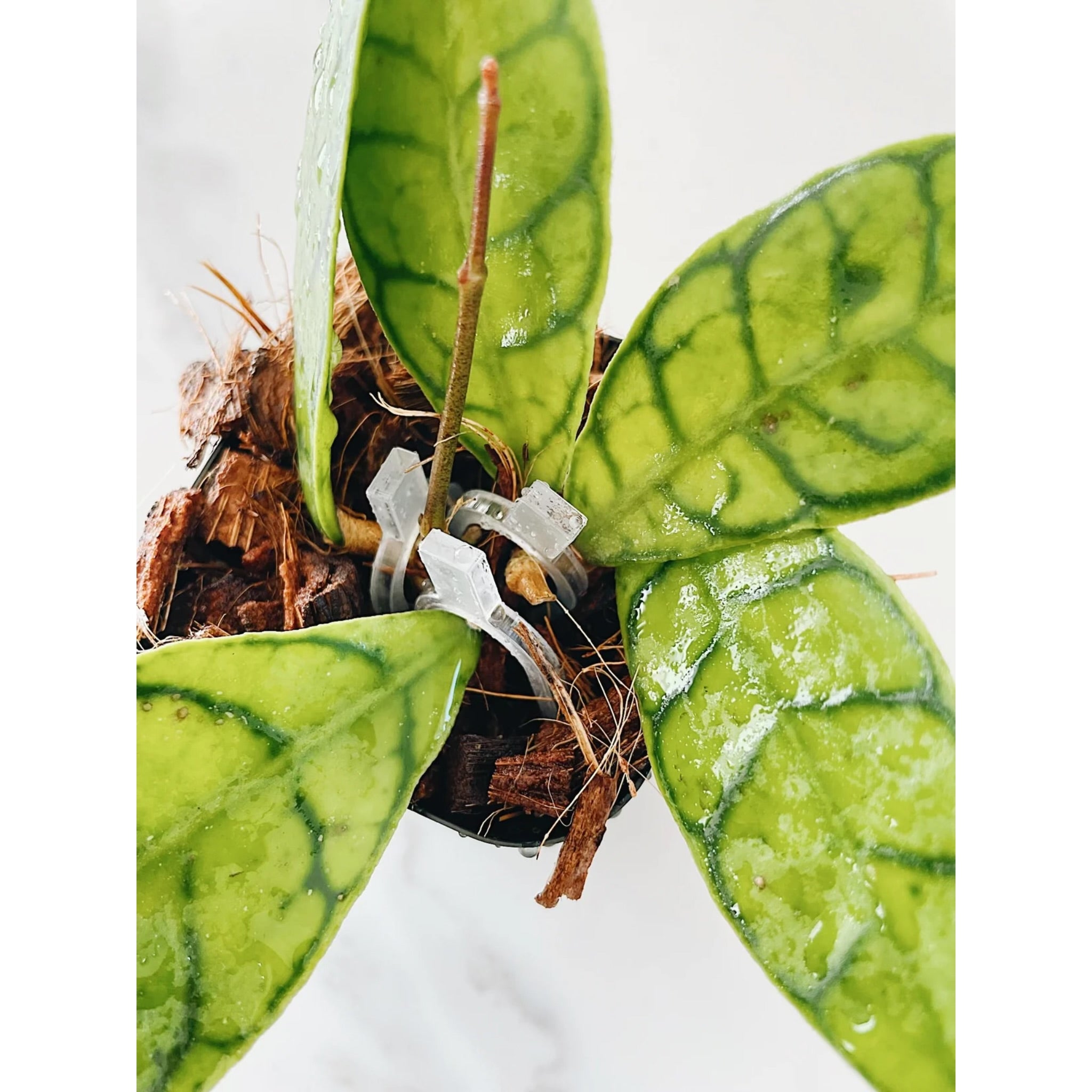 Plant Propagation Pins Acrylic / Clear Gardening Support (50 PCS)