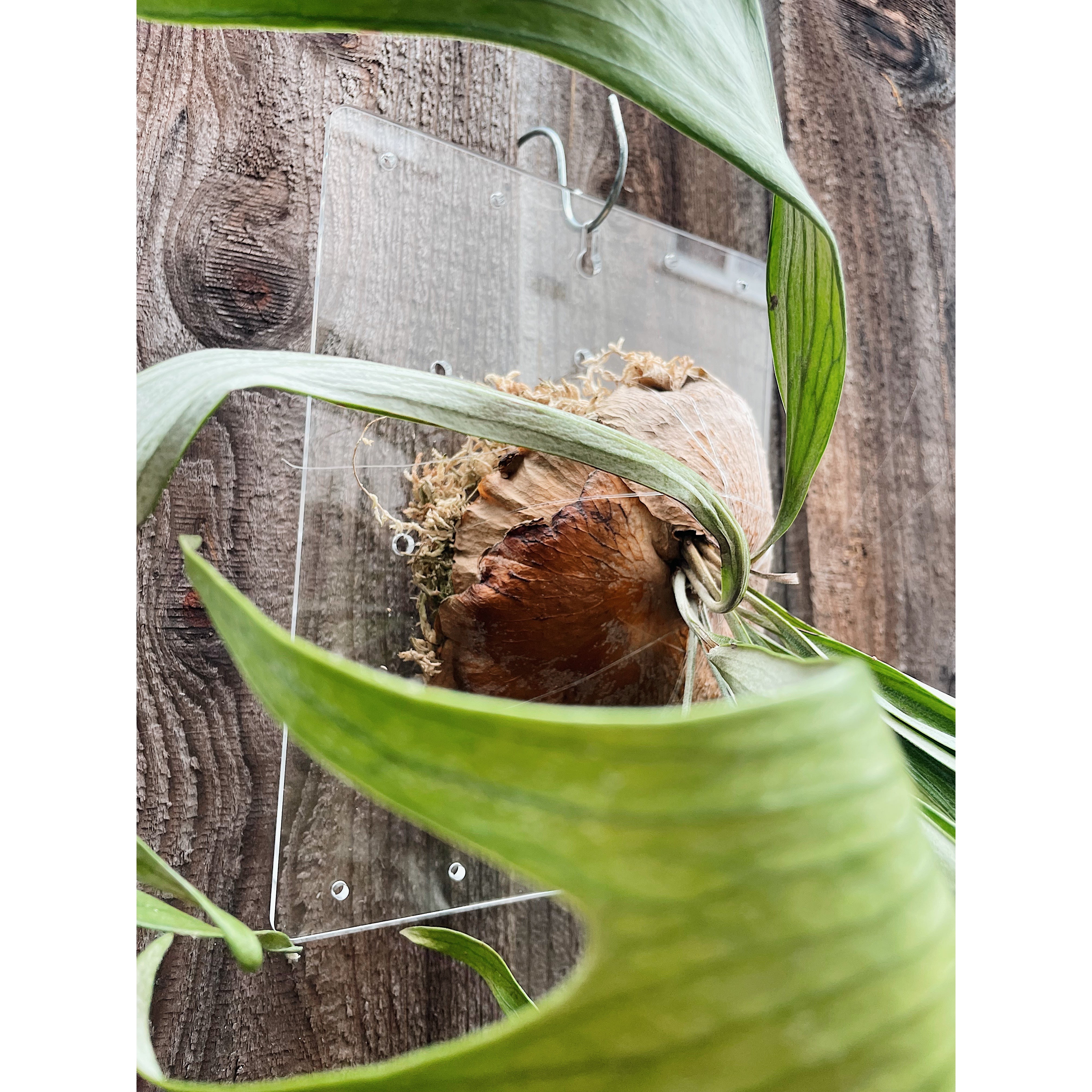 Clear Acrylic Board For Mounting Orchids - Staghorns - Epiphytes - Other Ferns - Air Plants