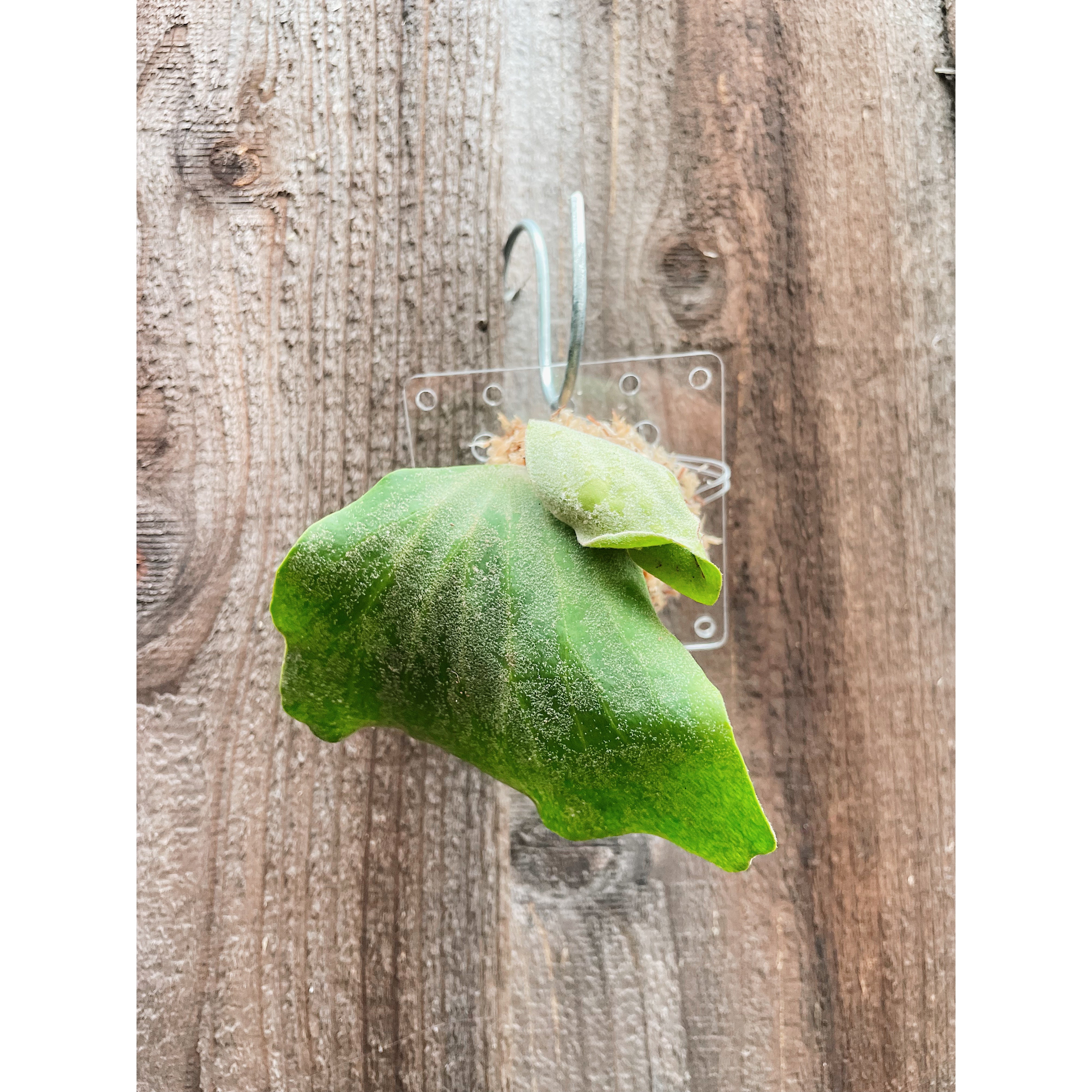 Clear Acrylic Board For Mounting Orchids - Staghorns - Epiphytes - Other Ferns - Air Plants