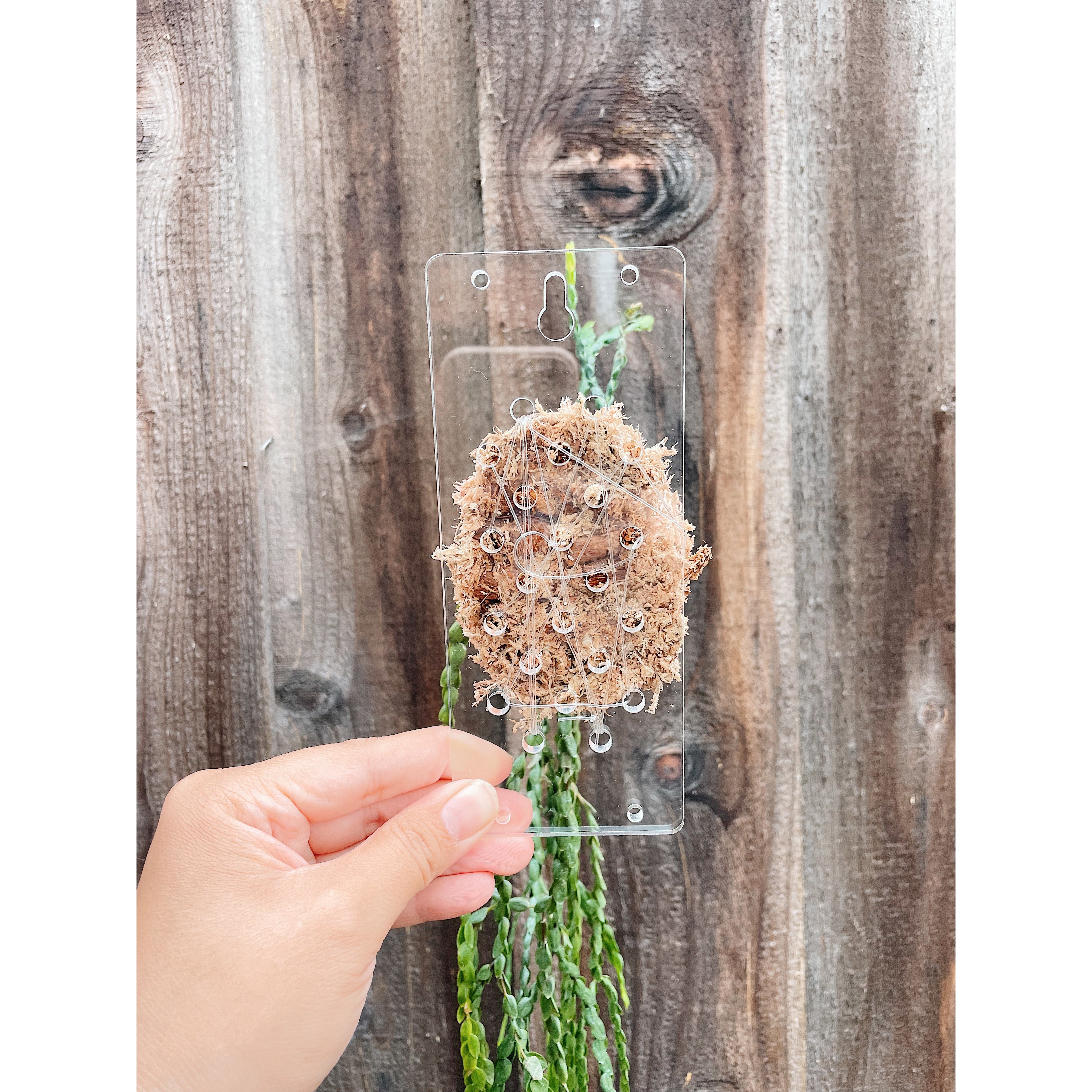 Clear Acrylic Board For Mounting Orchids - Staghorns - Epiphytes - Other Ferns - Air Plants