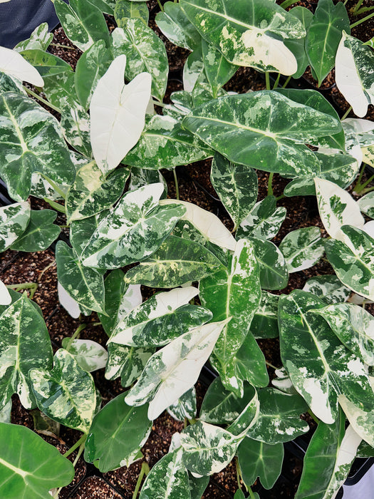 Alocasia Frydek Variegated