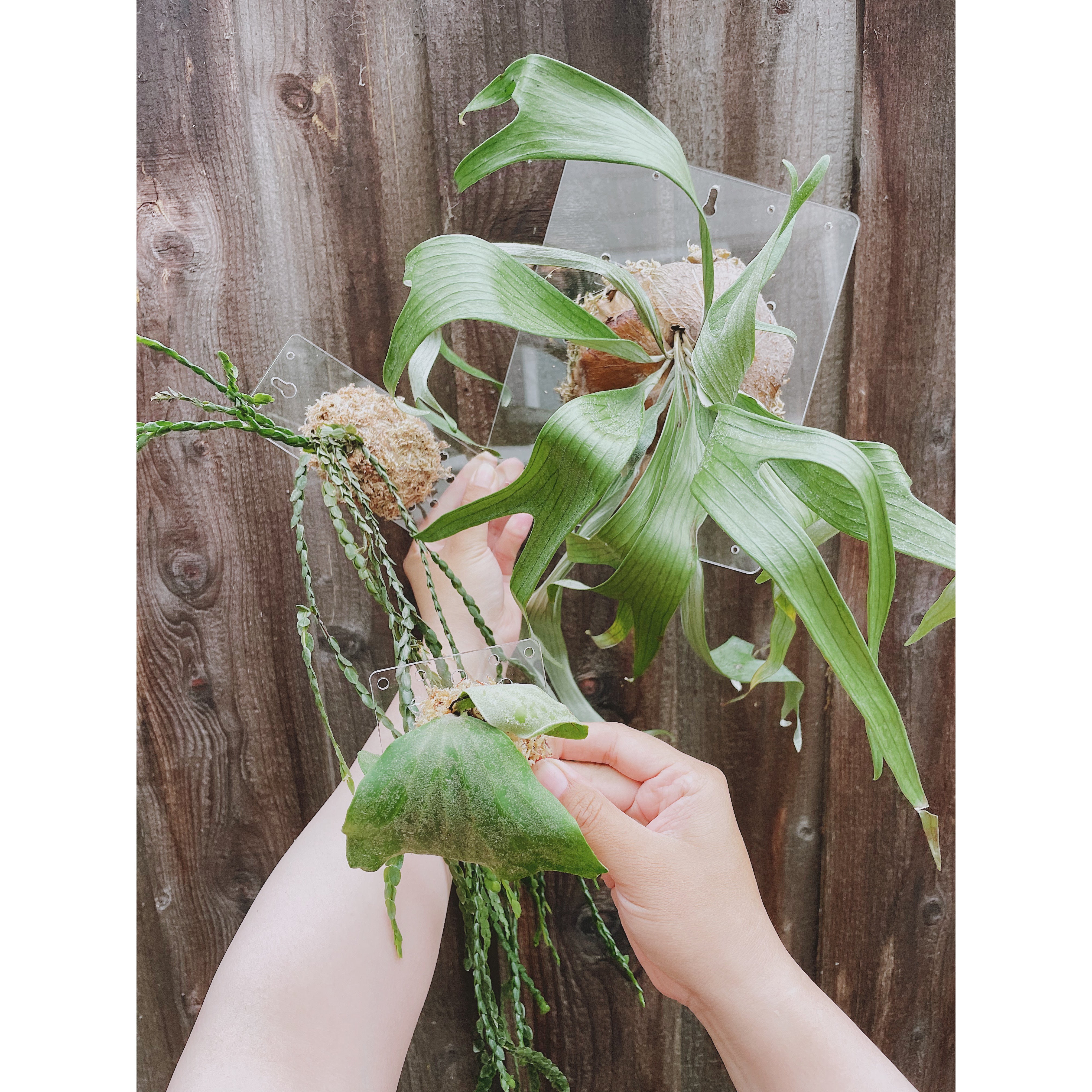 Clear Acrylic Board For Mounting Orchids - Staghorns - Epiphytes - Other Ferns - Air Plants