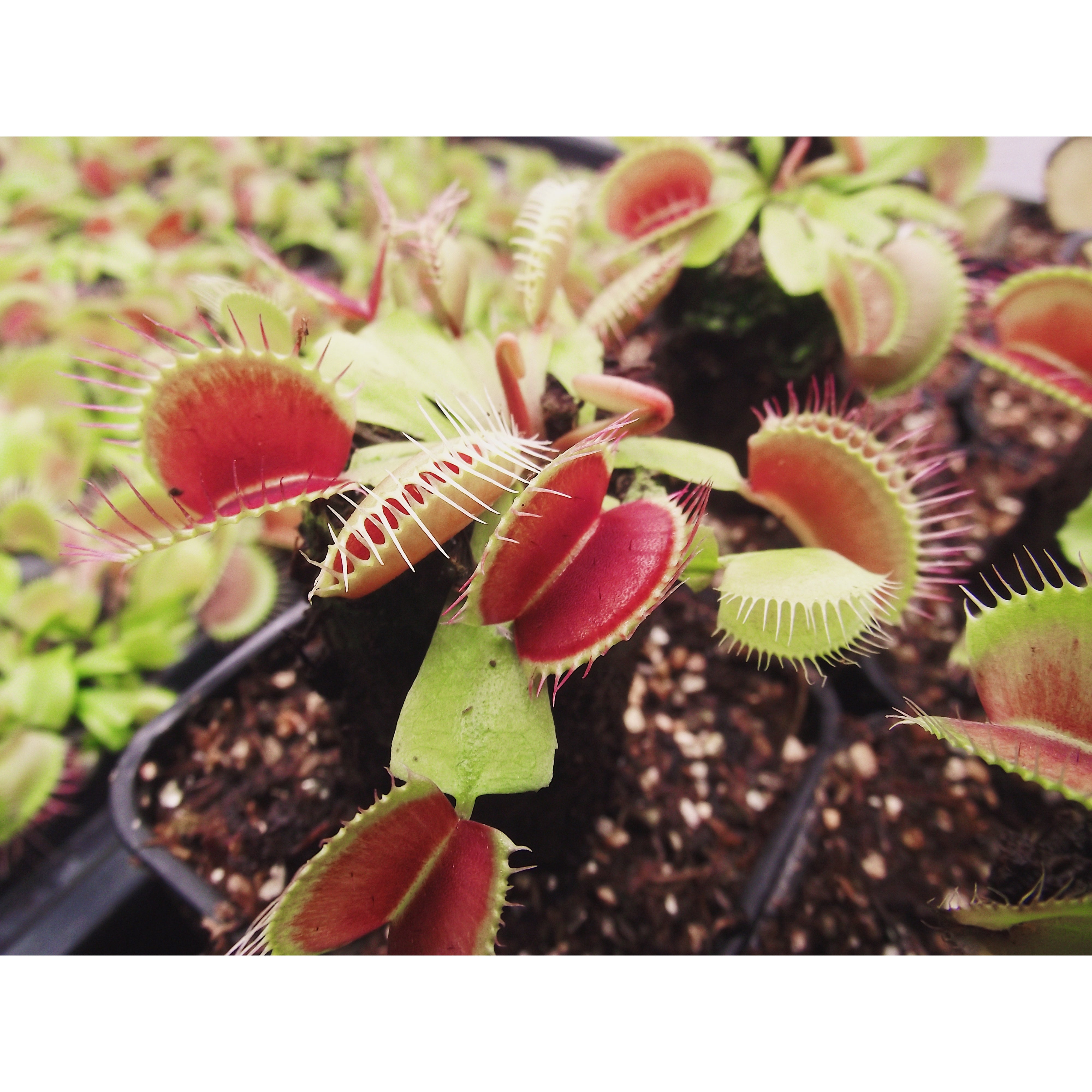 Venus Fly Trap Bundle
