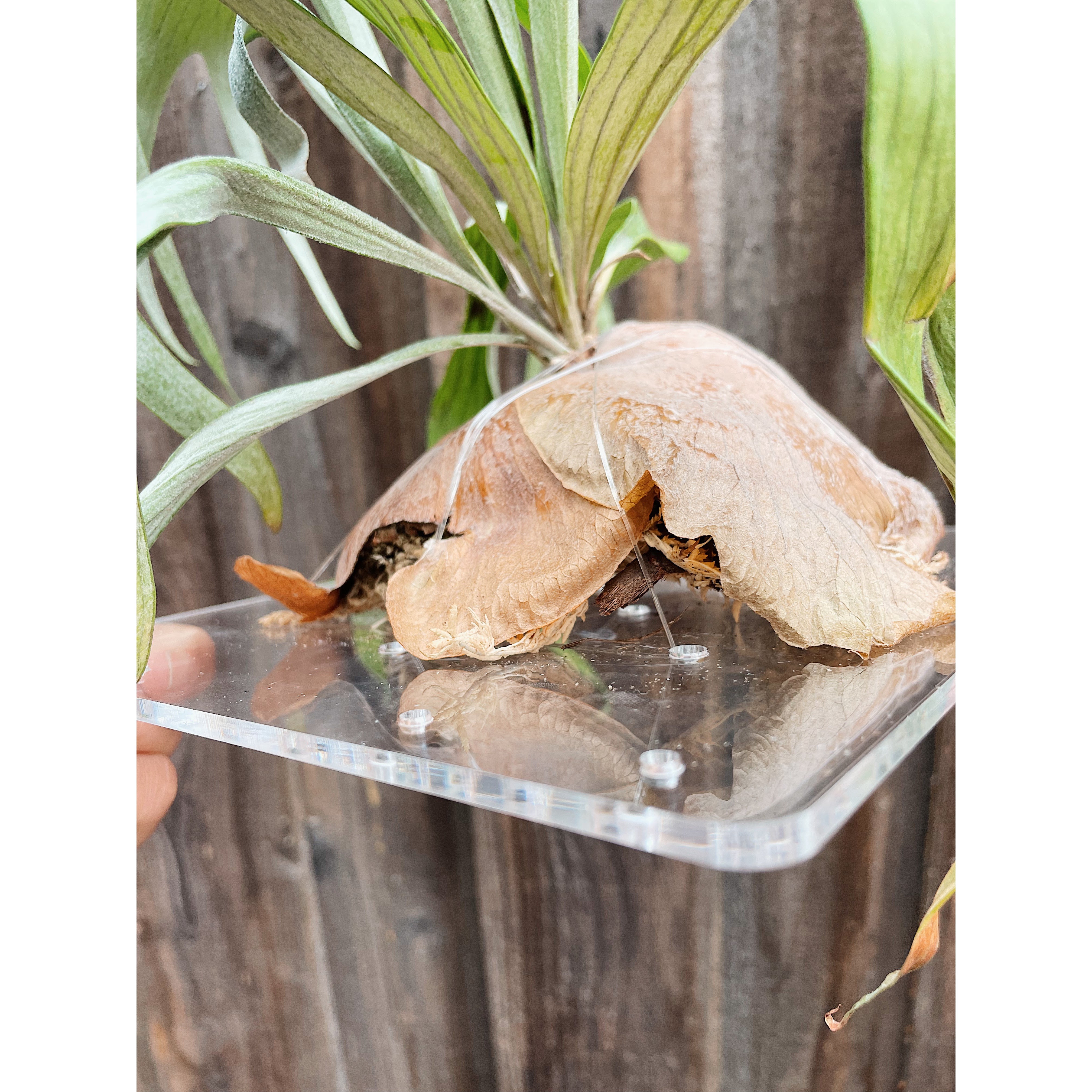 Clear Acrylic Board For Mounting Orchids - Staghorns - Epiphytes - Other Ferns - Air Plants