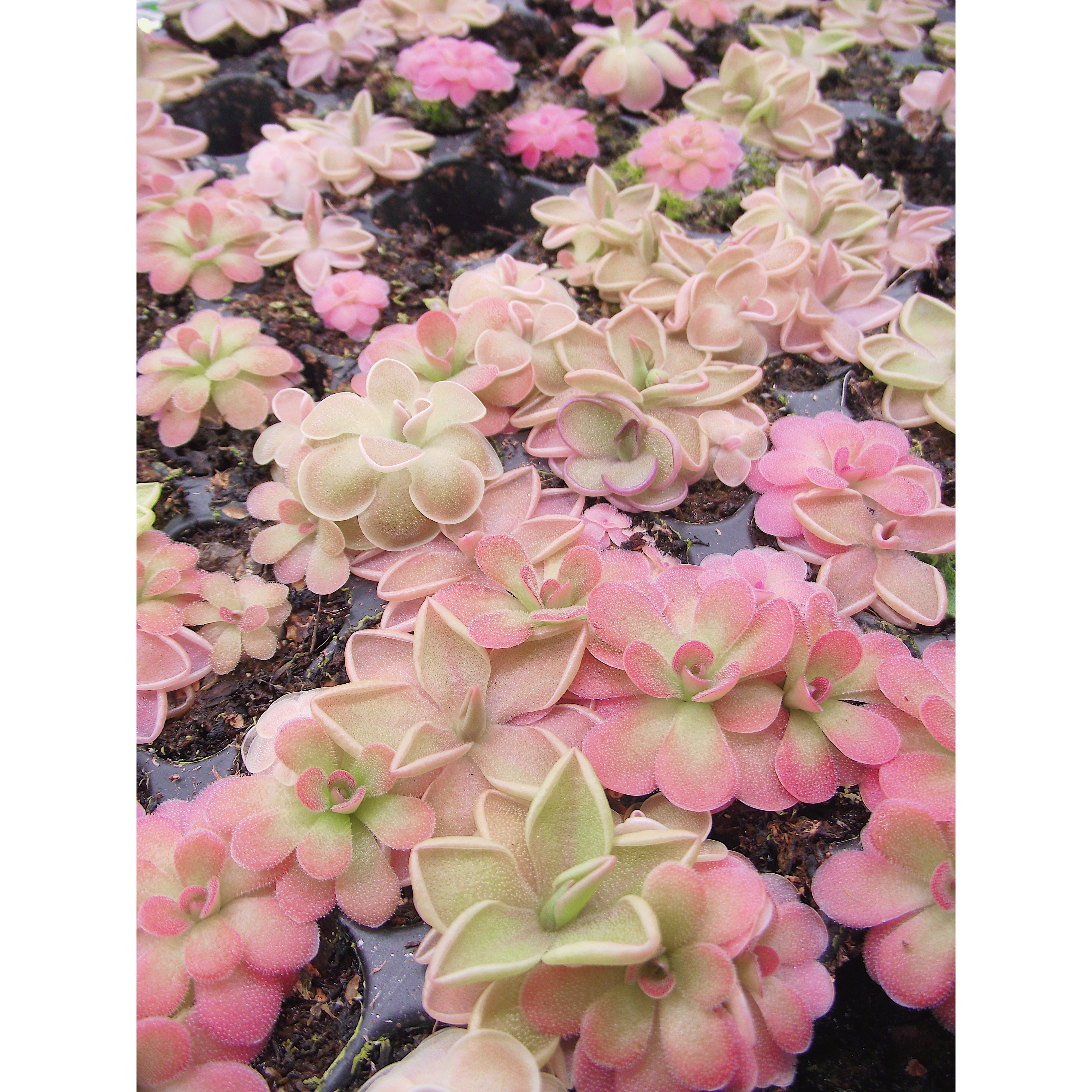 Pinguicula Cluster