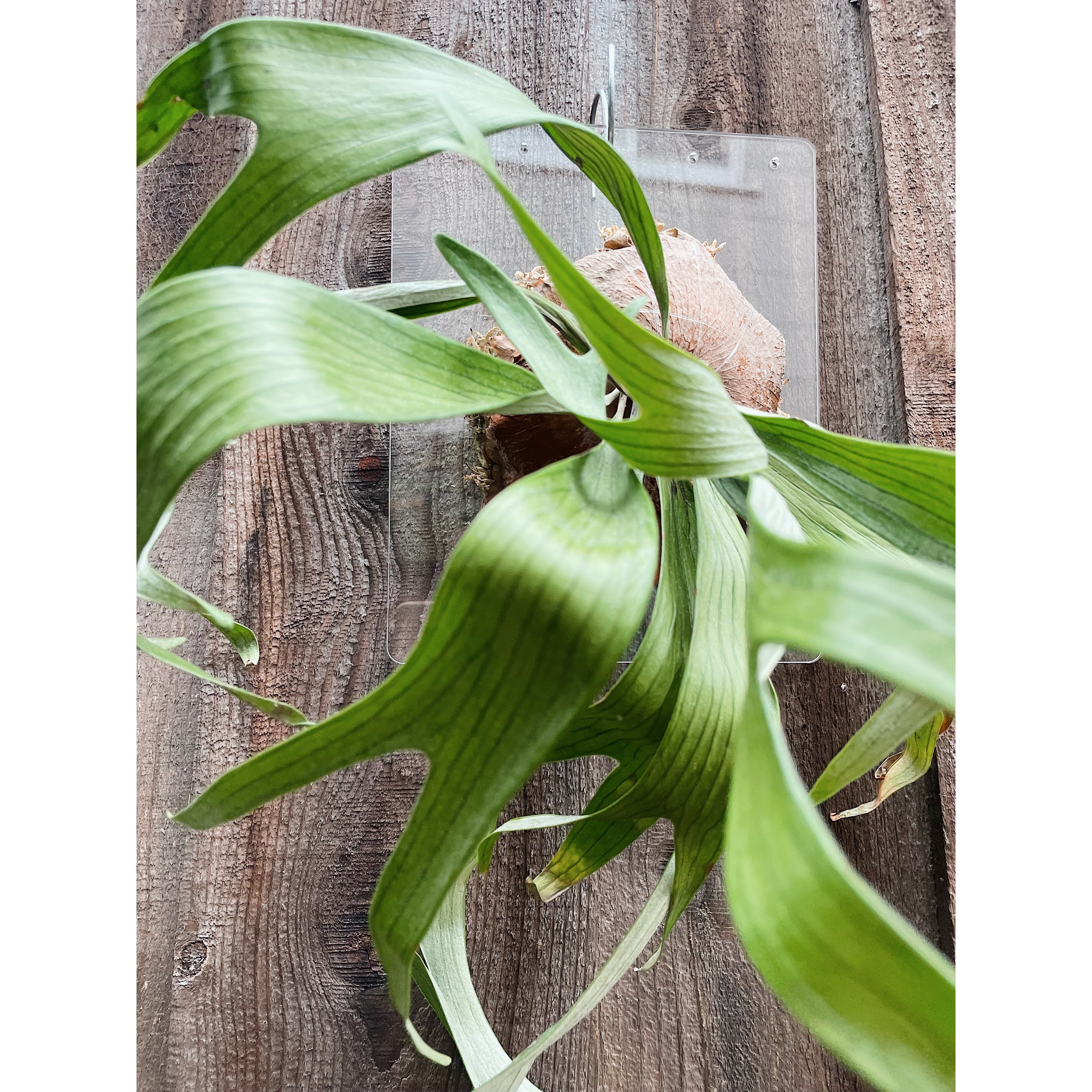 Clear Acrylic Board For Mounting Orchids - Staghorns - Epiphytes - Other Ferns - Air Plants