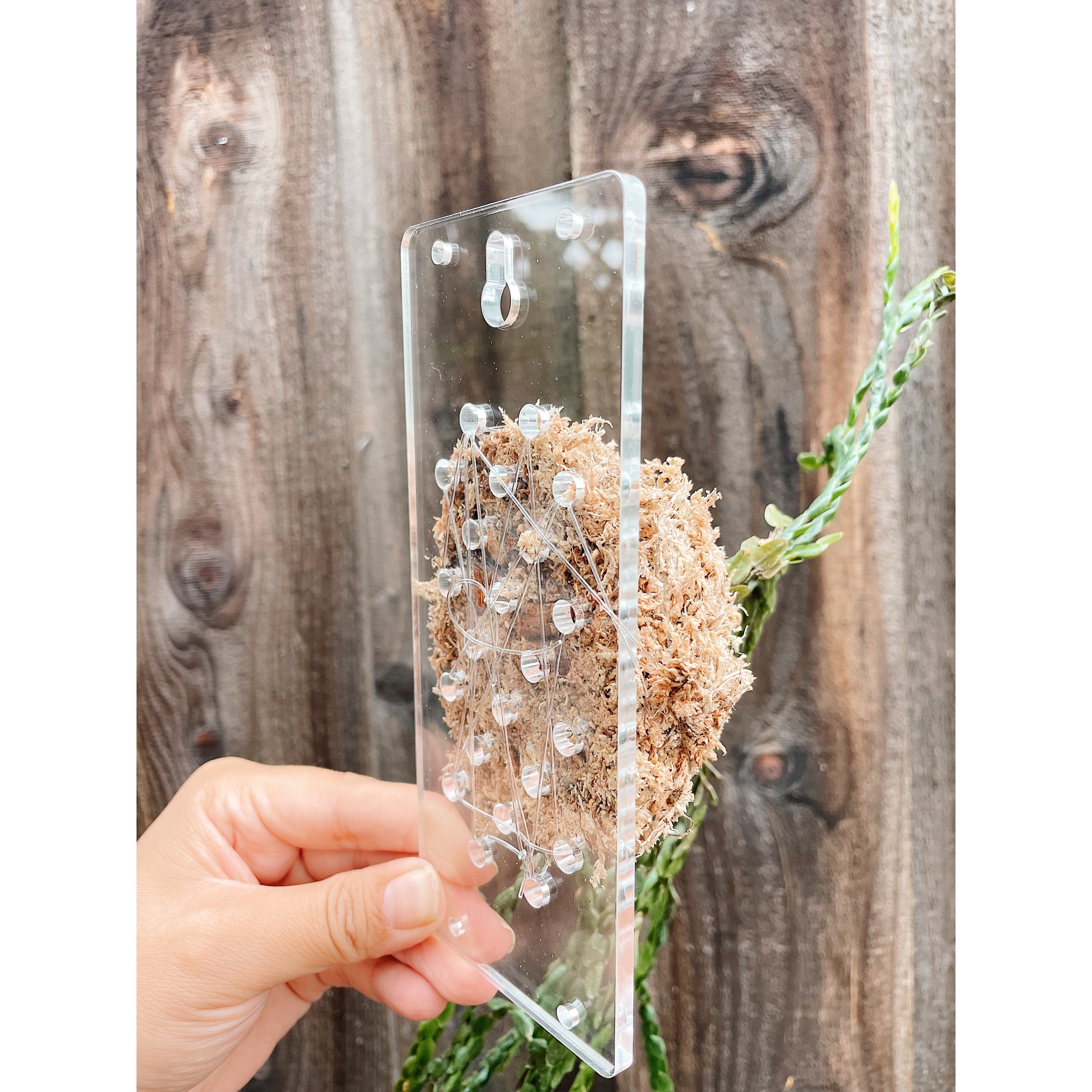 Clear Acrylic Board For Mounting Orchids - Staghorns - Epiphytes - Other Ferns - Air Plants