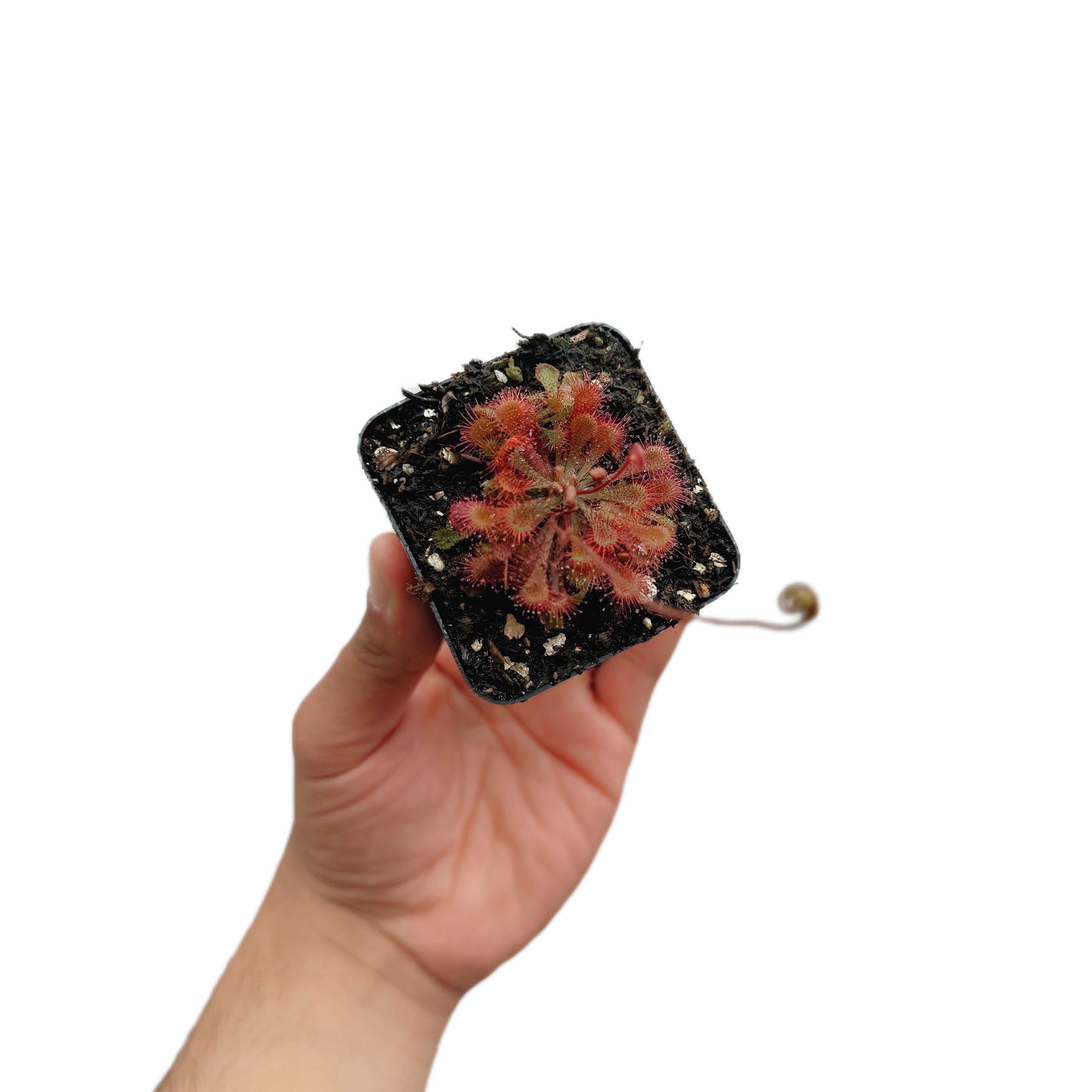 Drosera Spatulata
