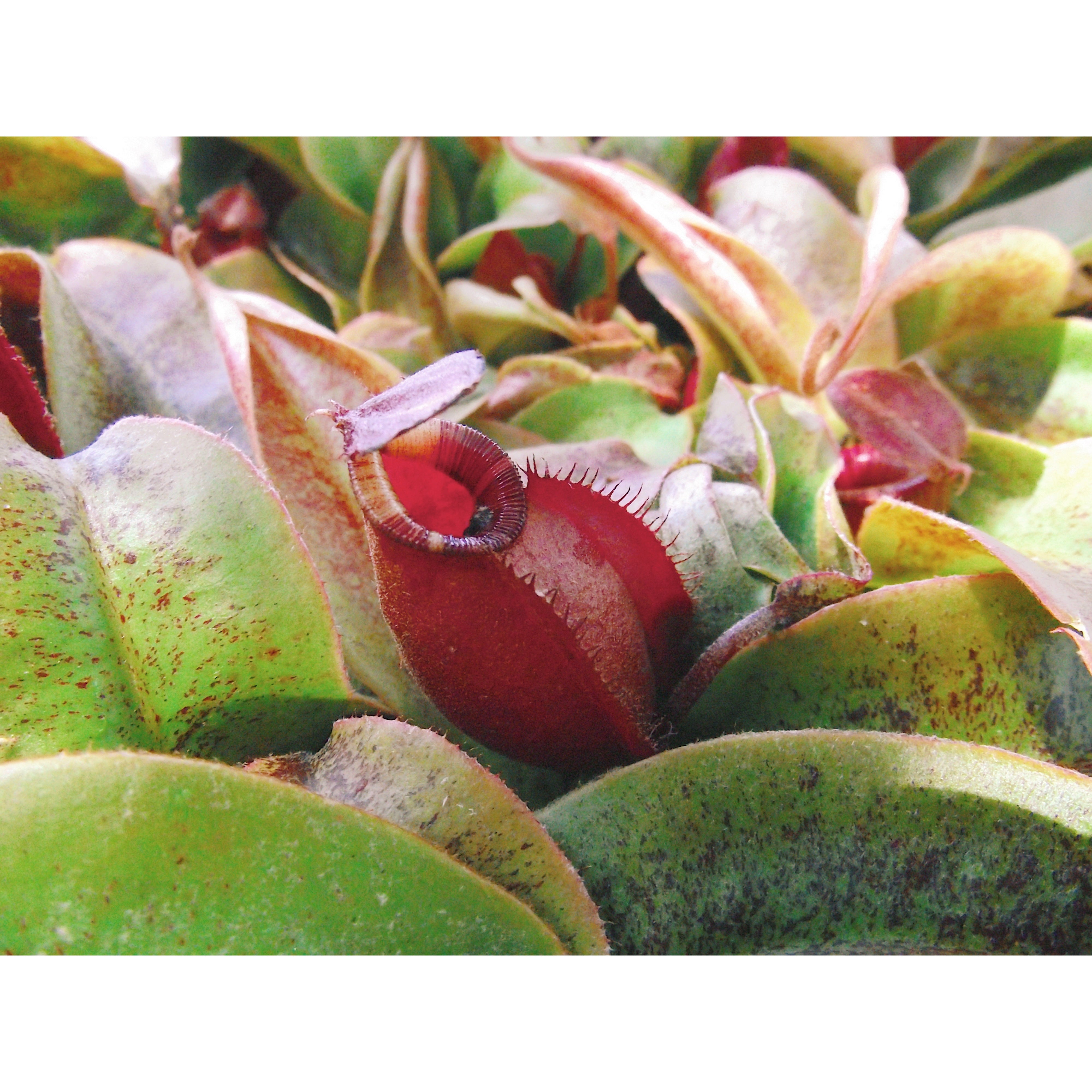Nepenthes Mirab. Var Globosa x Ampullaria Black Miracle