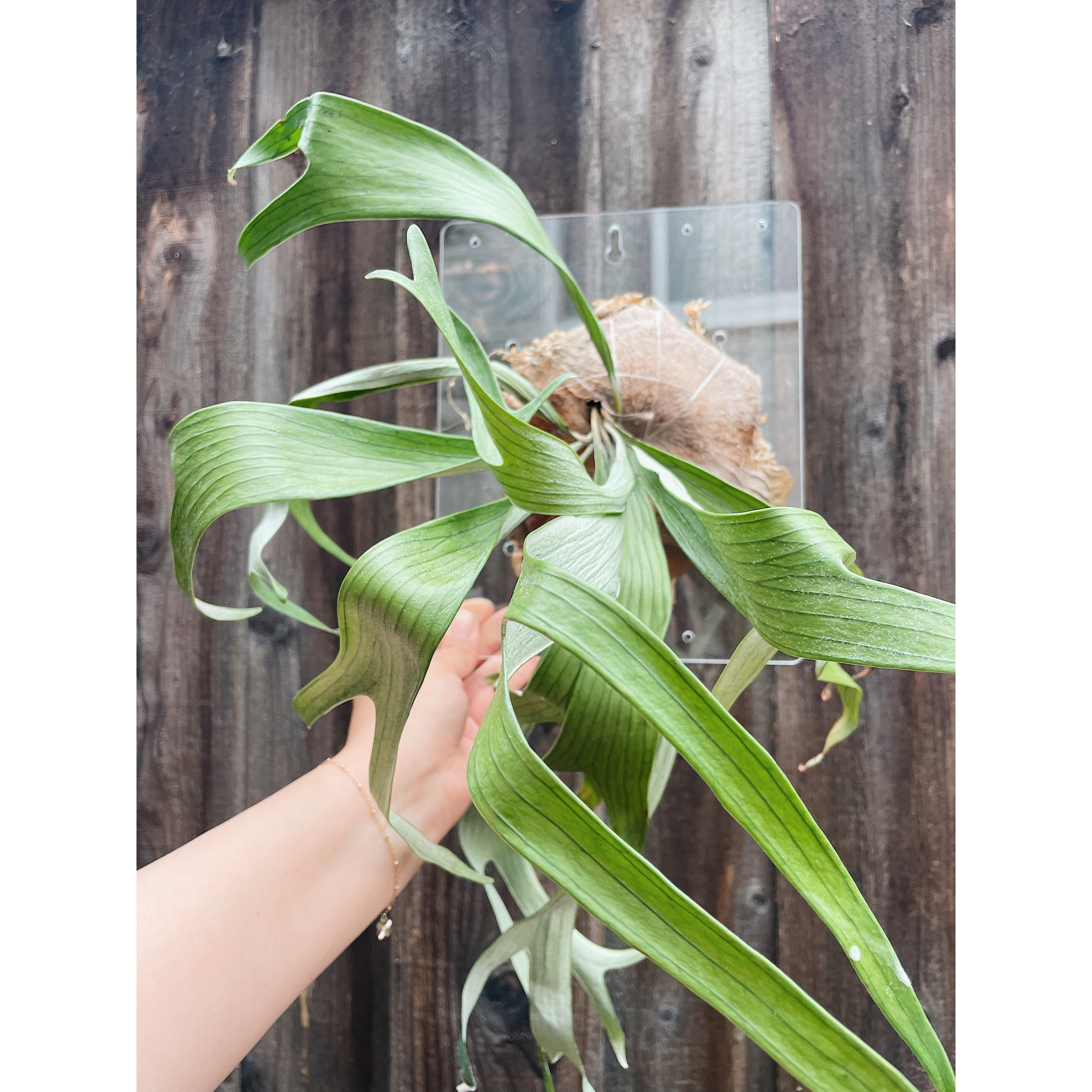 Clear Acrylic Board For Mounting Orchids - Staghorns - Epiphytes - Other Ferns - Air Plants