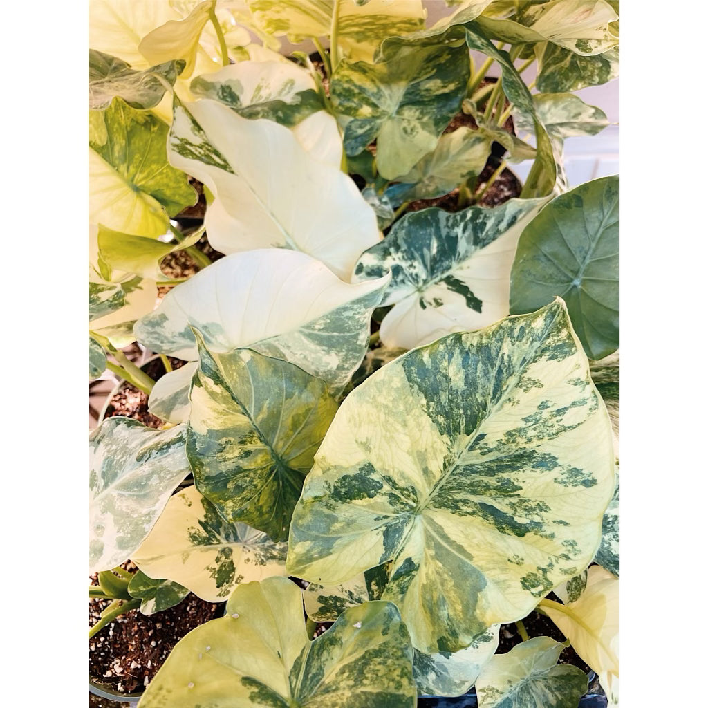 Alocasia Odora Variegata