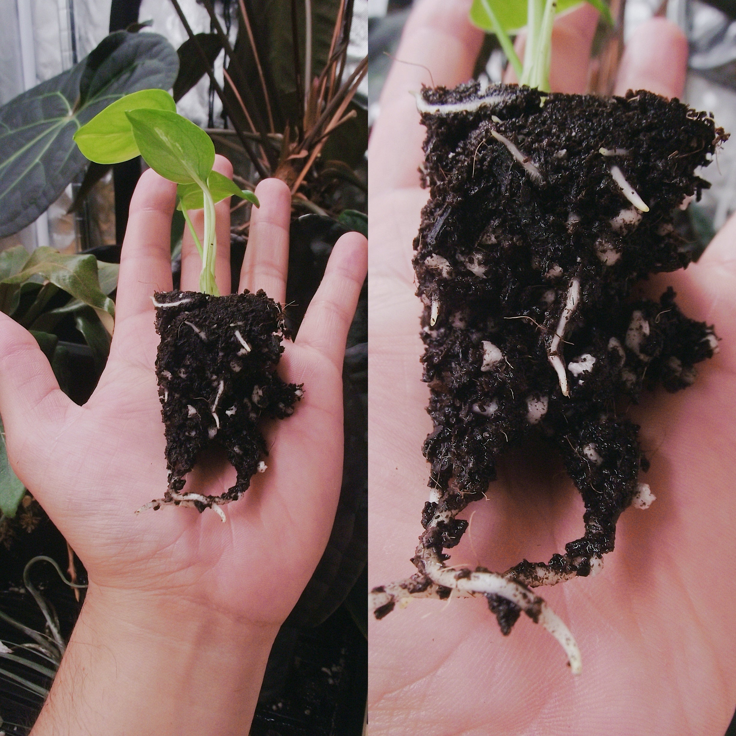 Jungle Flask Mix — Tissue Culture Deflasking/Acclimation Soil