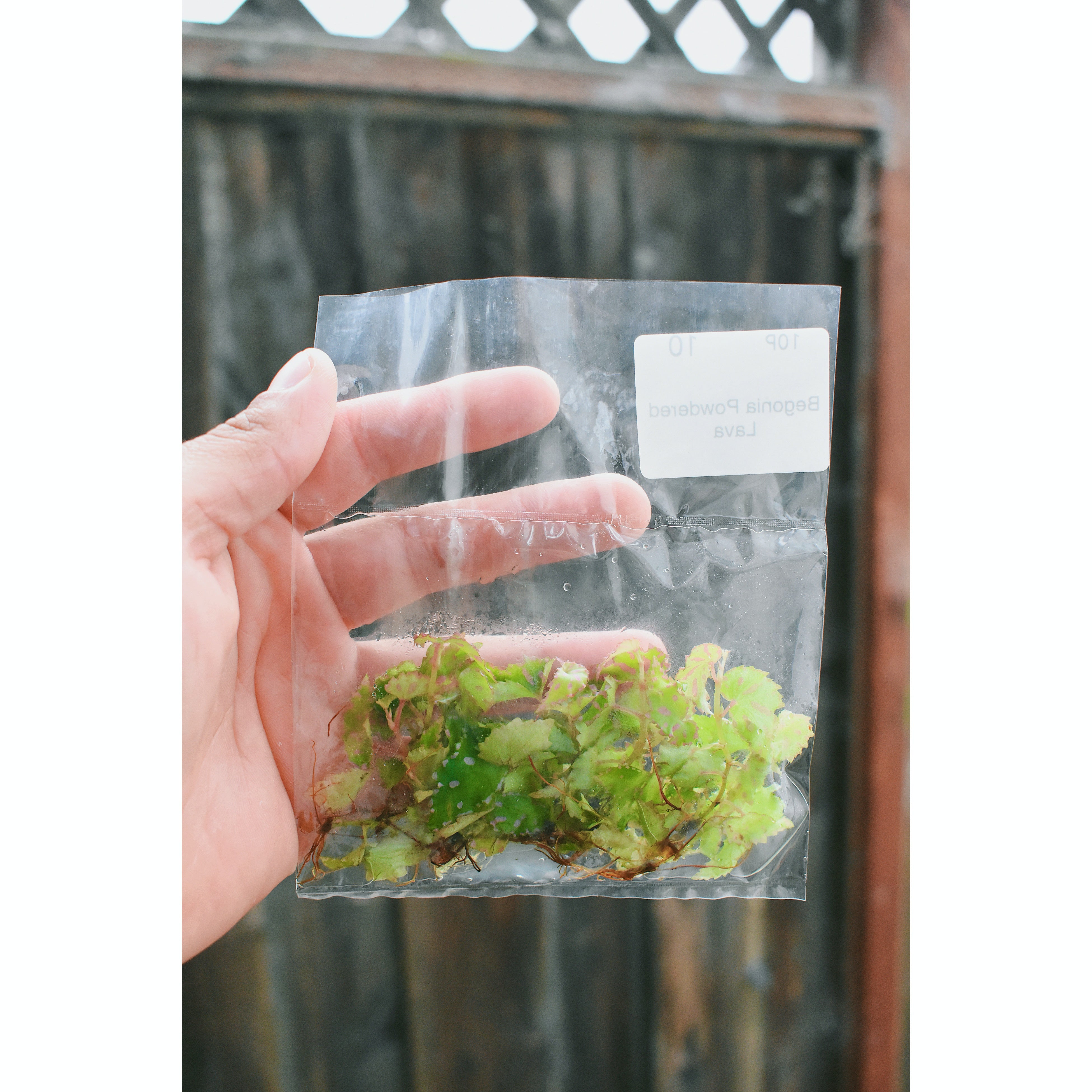 Begonia (sp. Powdered Lava - Lava Pink) - TC Plantlet