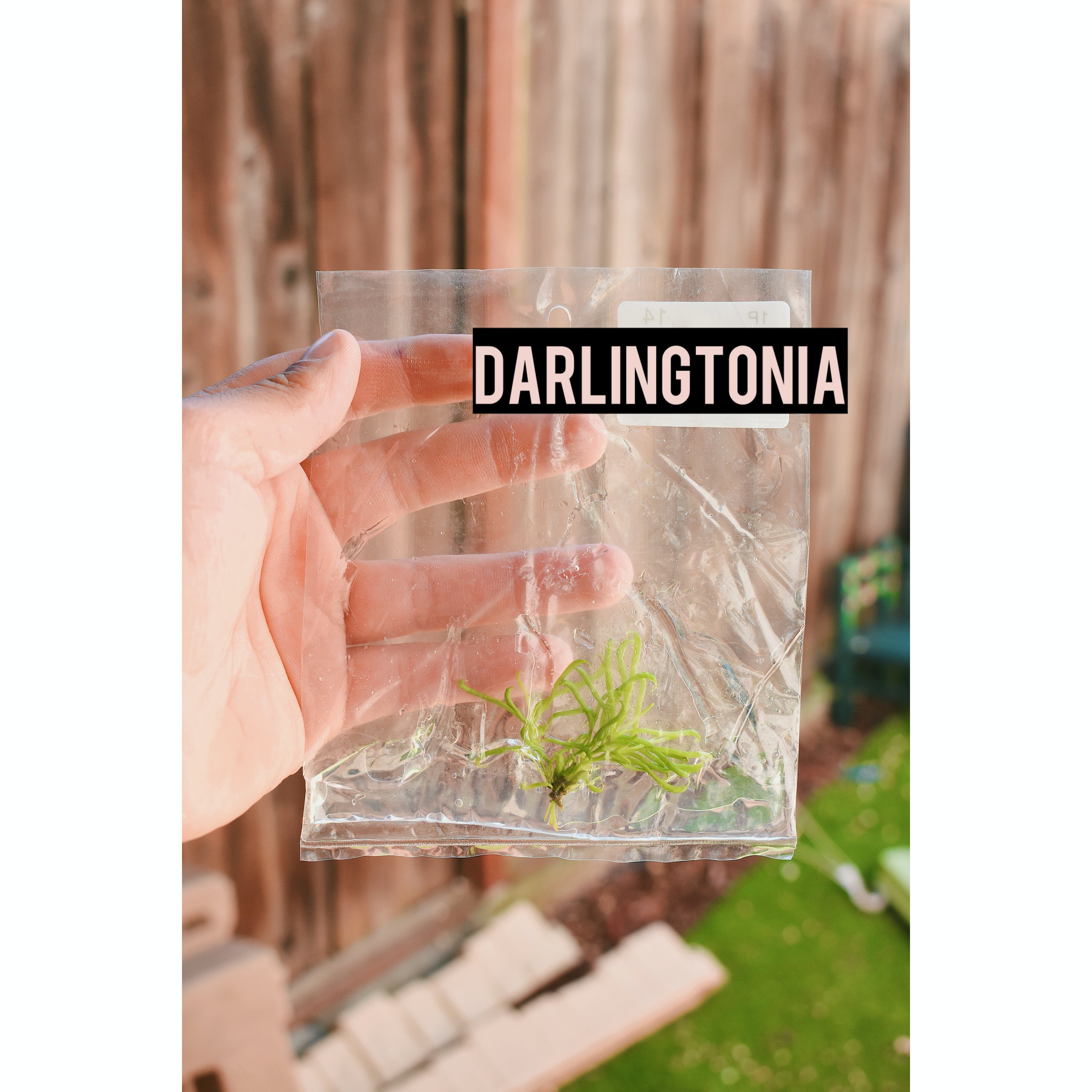 Darlingtonia Californica (Cobra Lily) - TC Plantlet