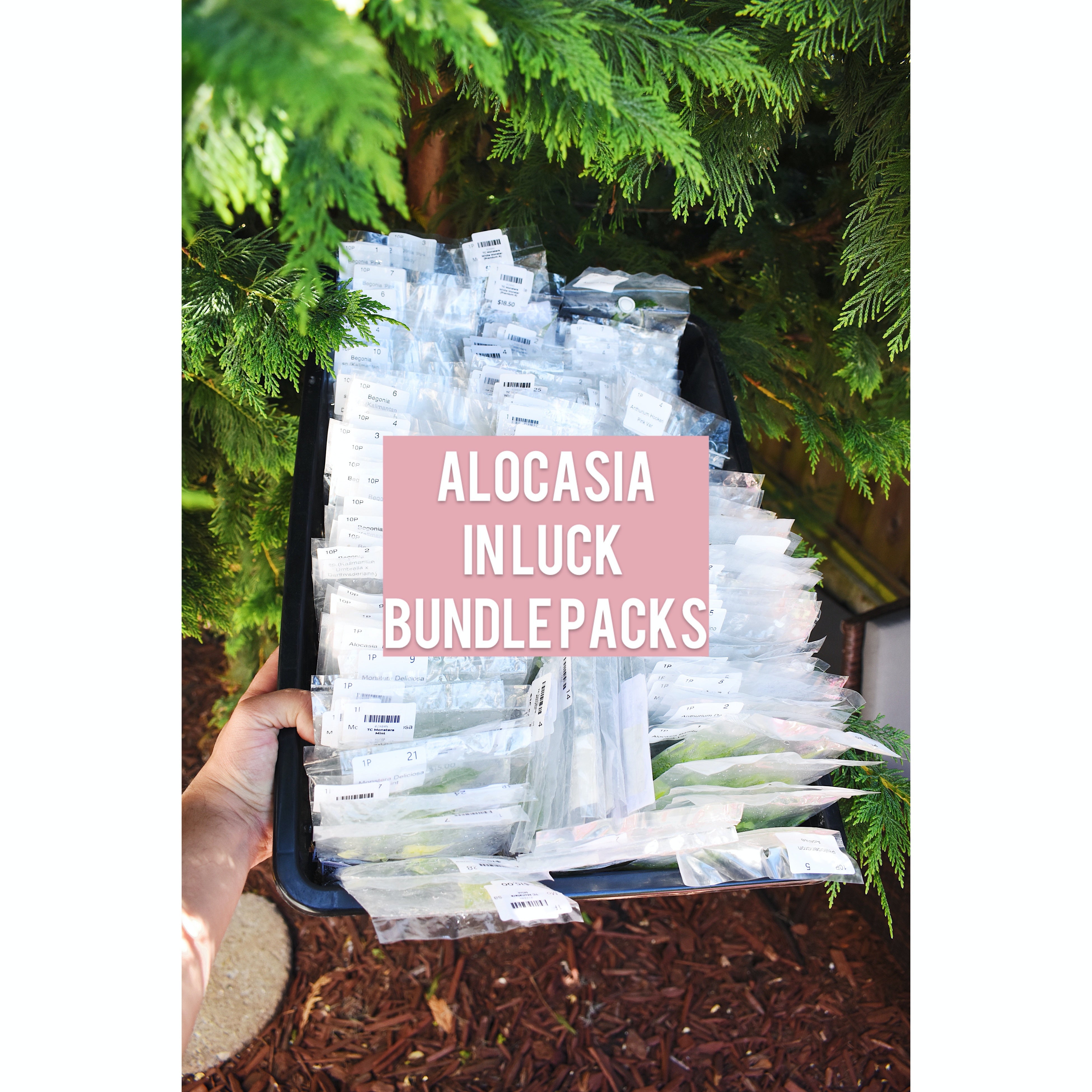 Tissue Culture Alocasia In Luck Bundle Packs – TC Plantlets