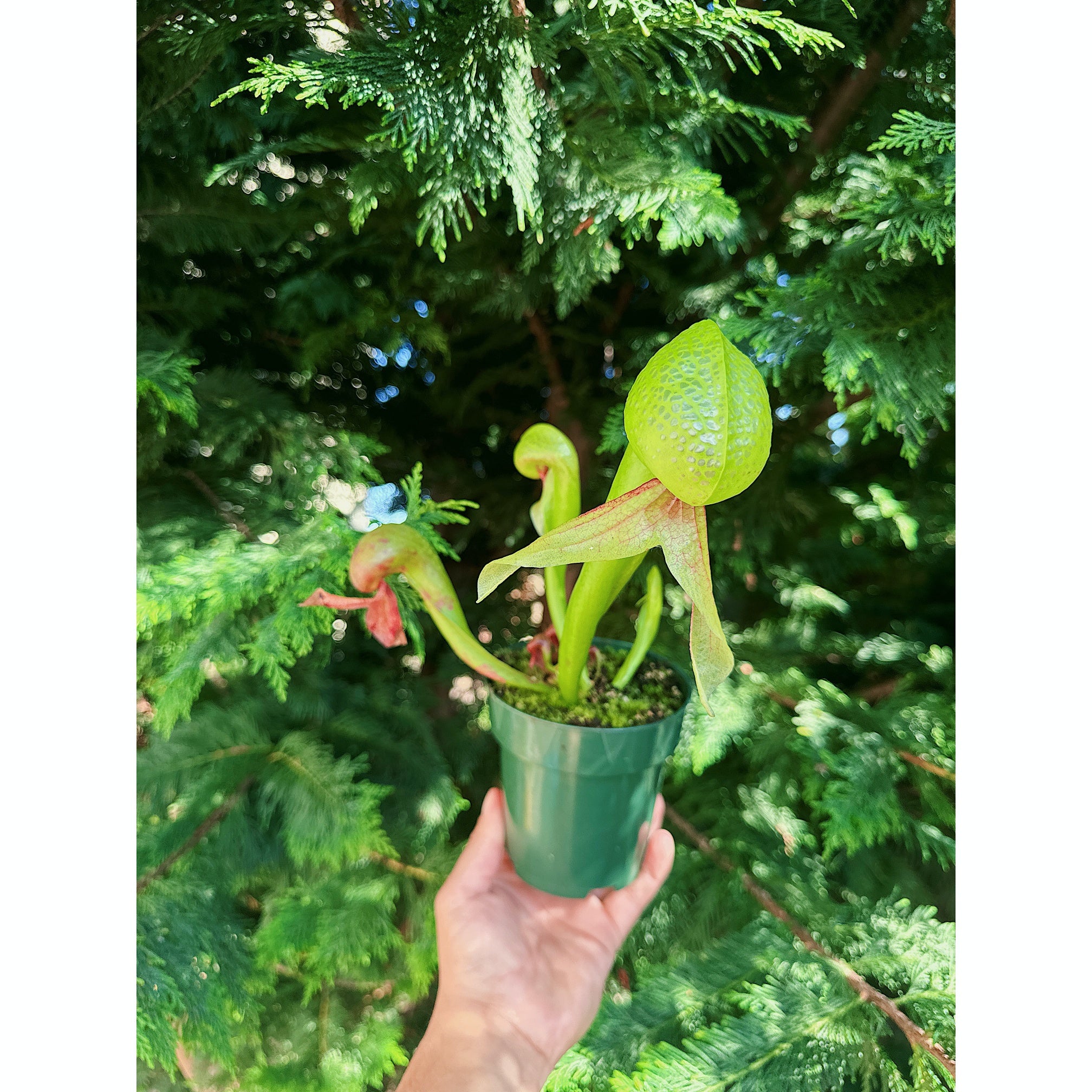 Darlingtonia Californica (Cobra Lily) - TC Plantlet
