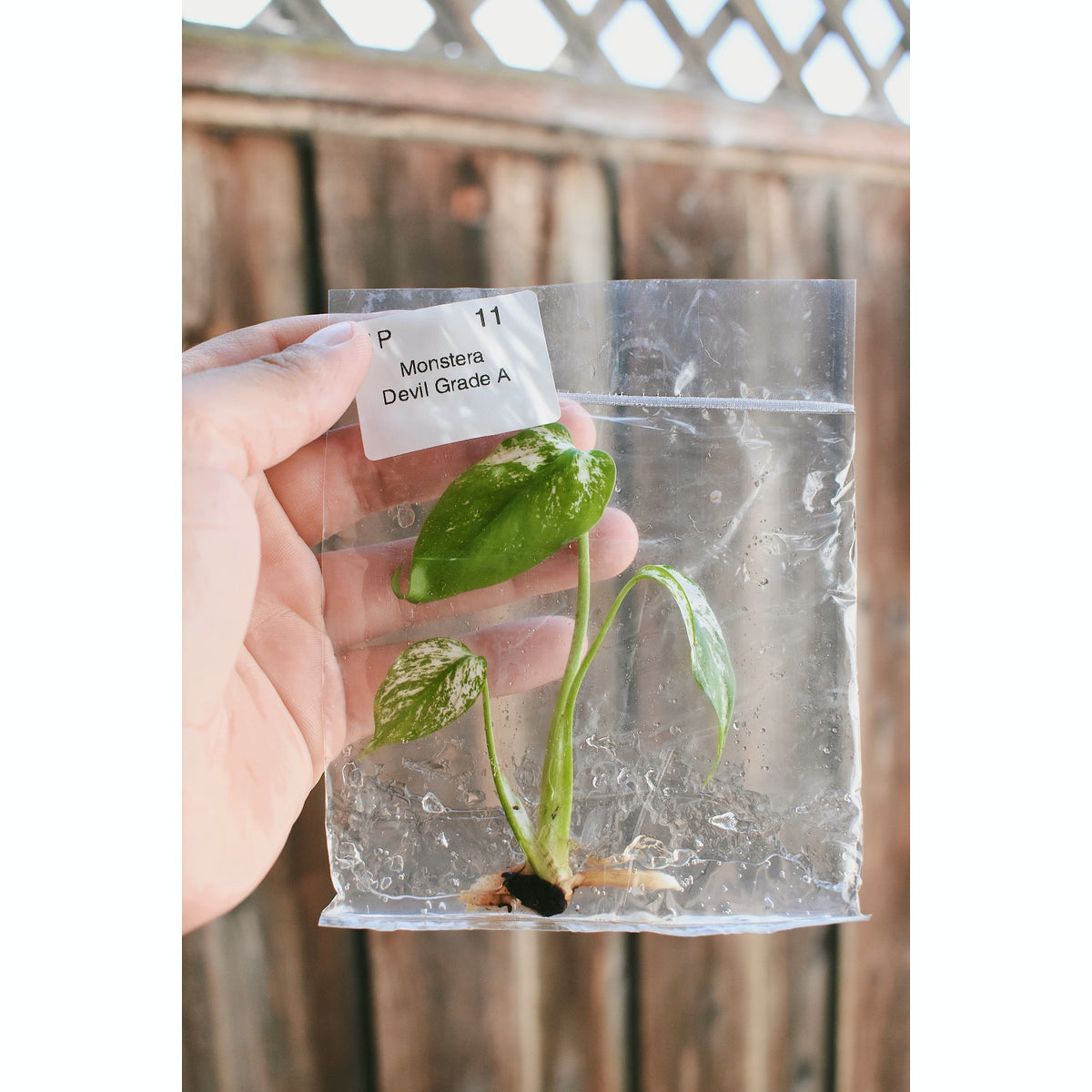 Monstera Devil Monster (Grade A)