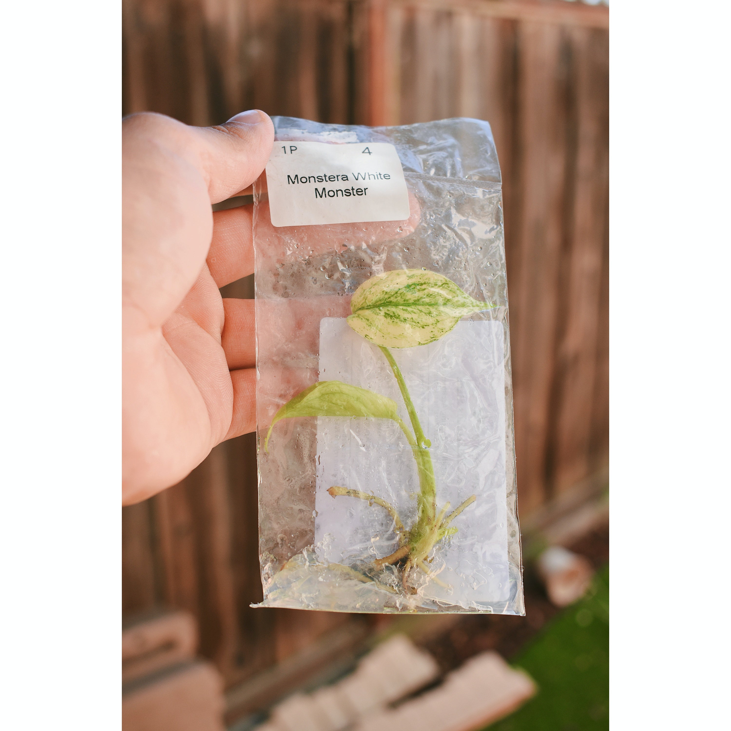Monstera White Monster (Grade A)