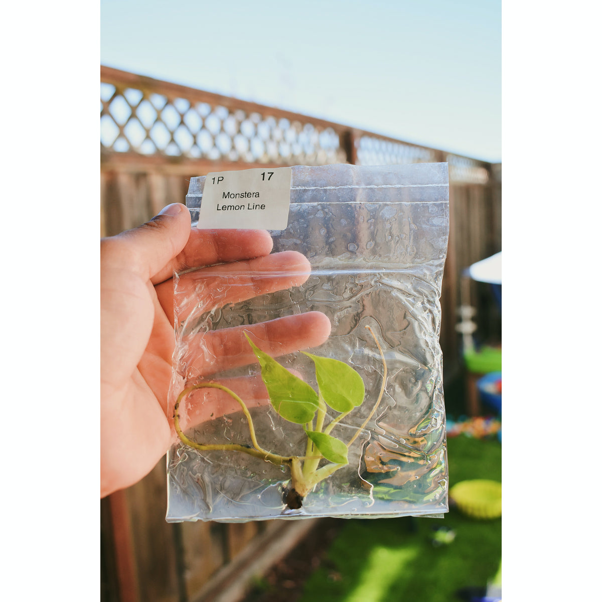 Monstera Lemon Lime (TC)