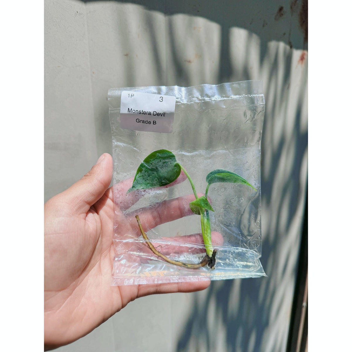 Monstera Devil Monster (Grade B)