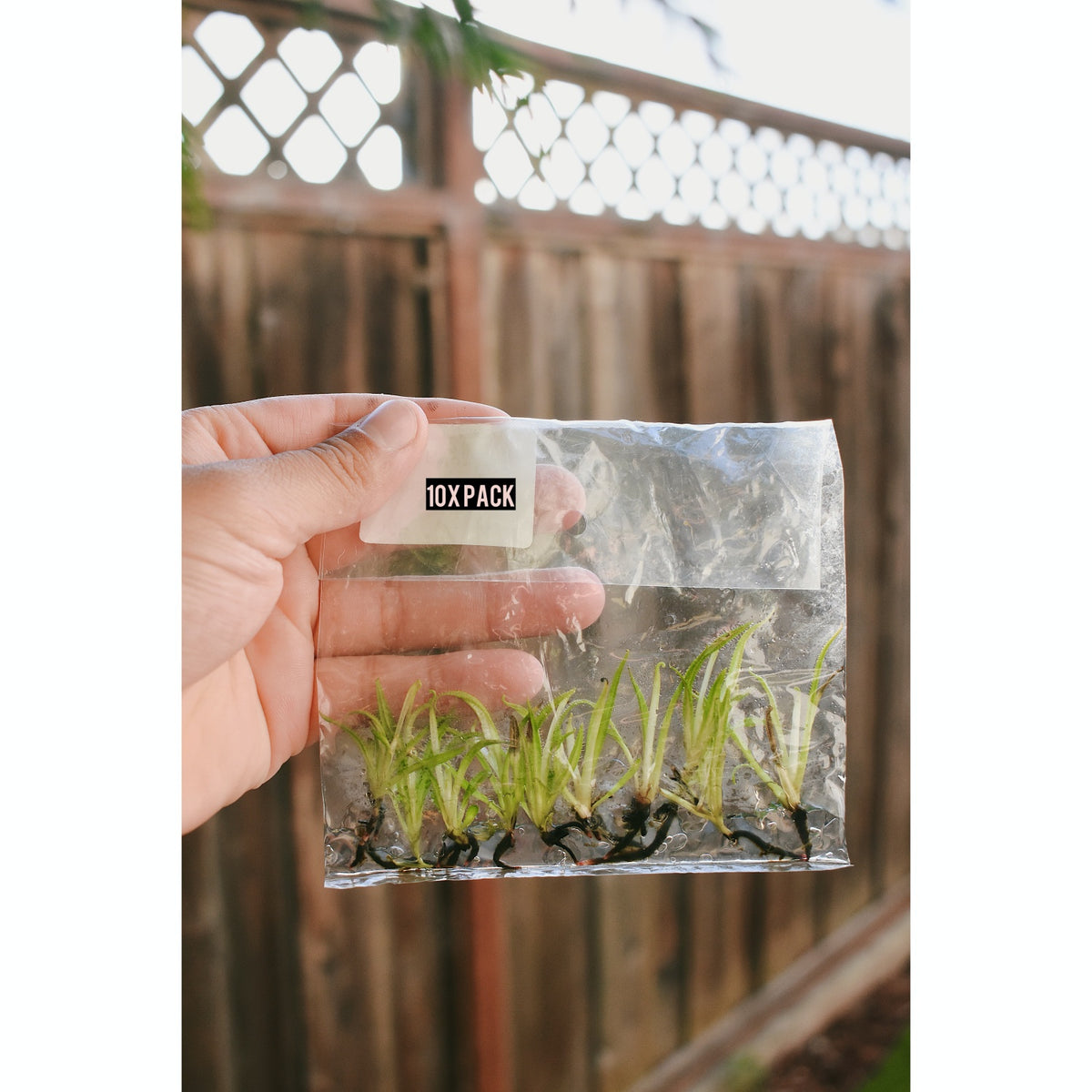 Drosera Regia (King Sundew) - TC Plantlet