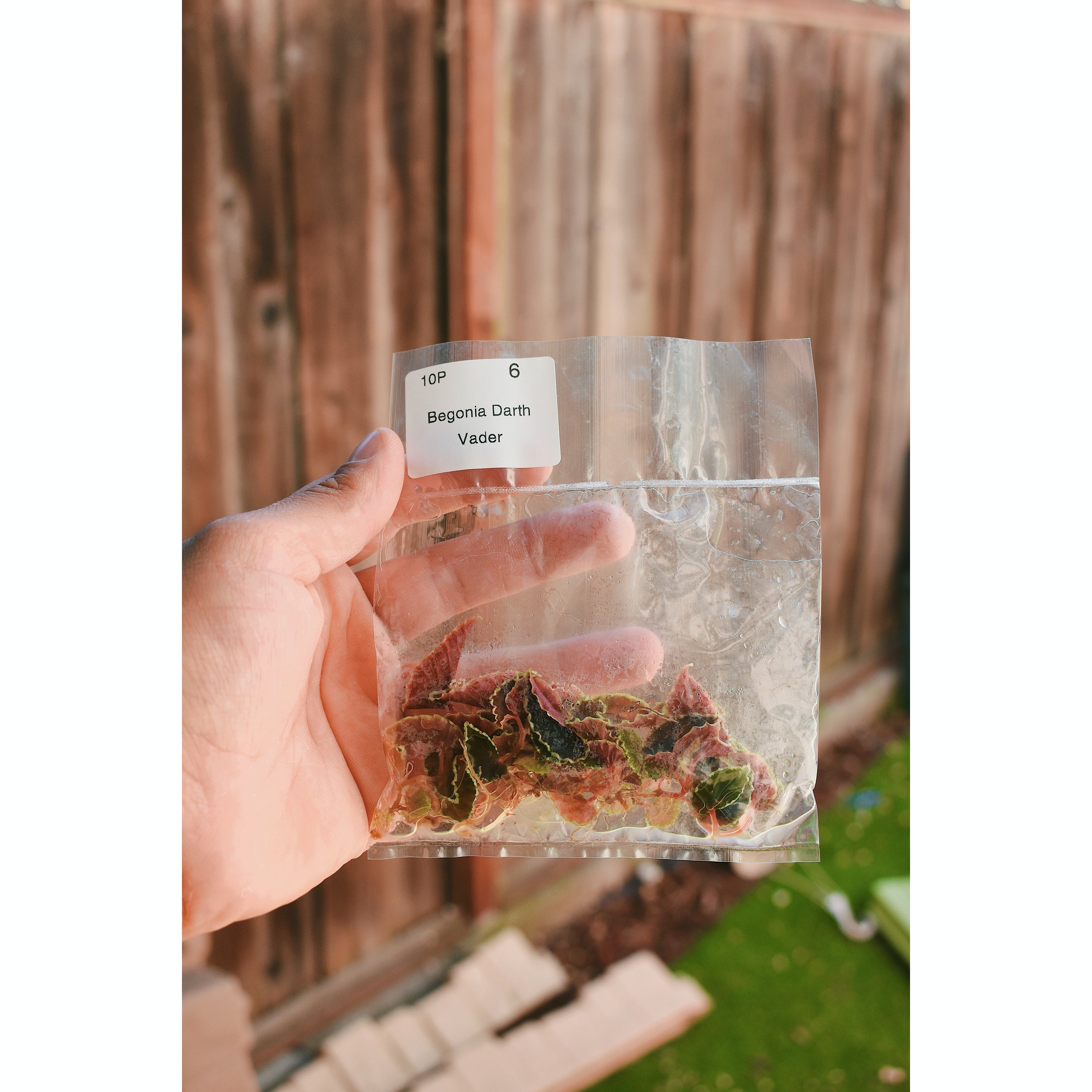 Begonia Darthvaderiana- TC Plantlet
