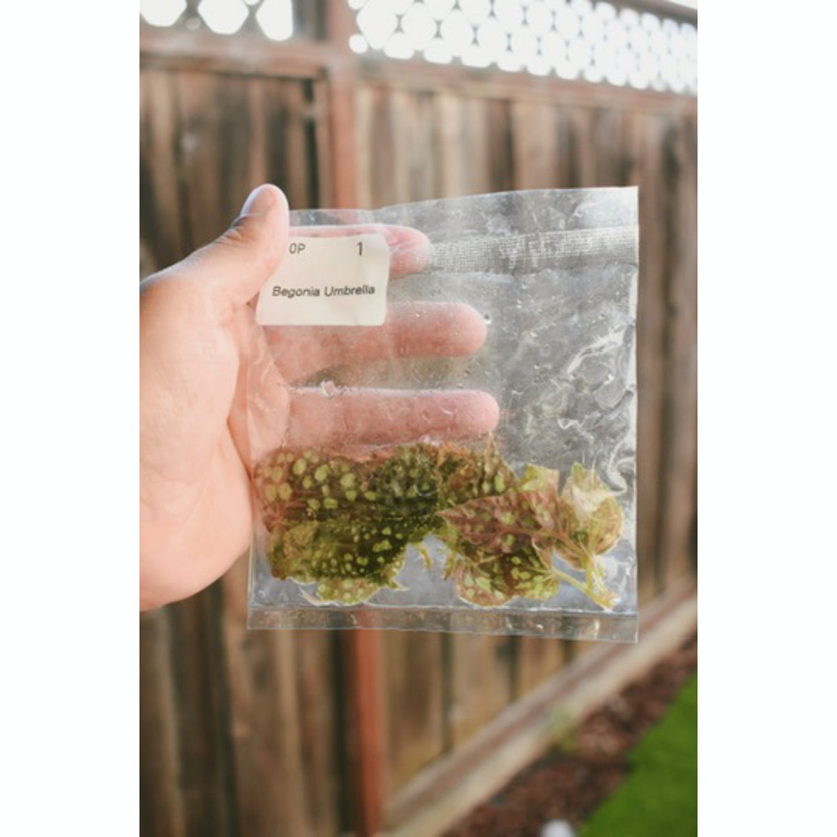 Begonia (sp. Umbrella) - TC Plantlet