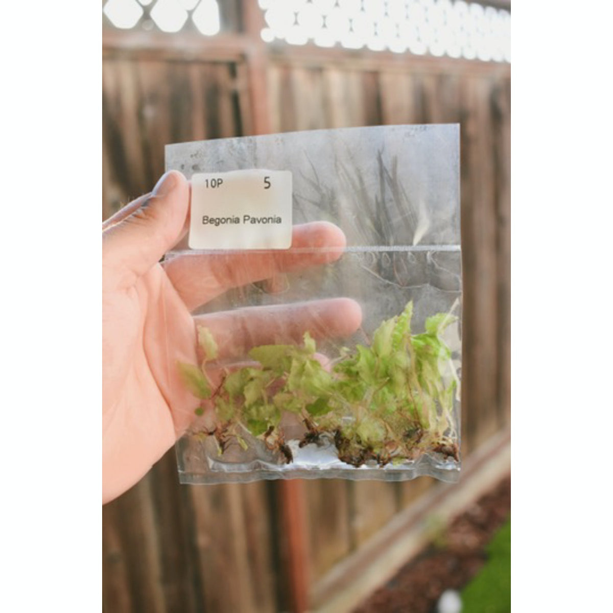 Begonia (Pavonina)- TC Plantlet