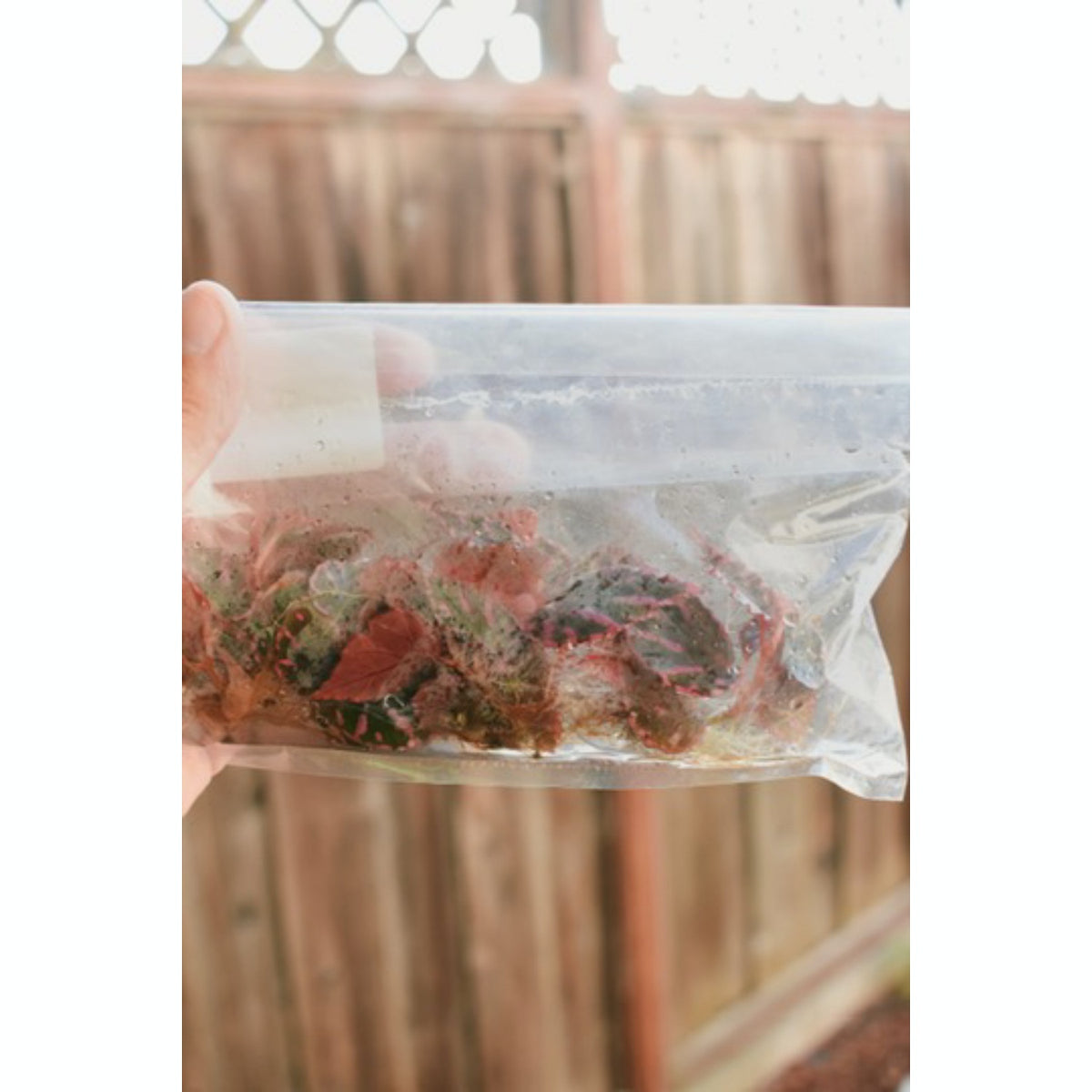 Begonia (Julalu)- TC Plantlet