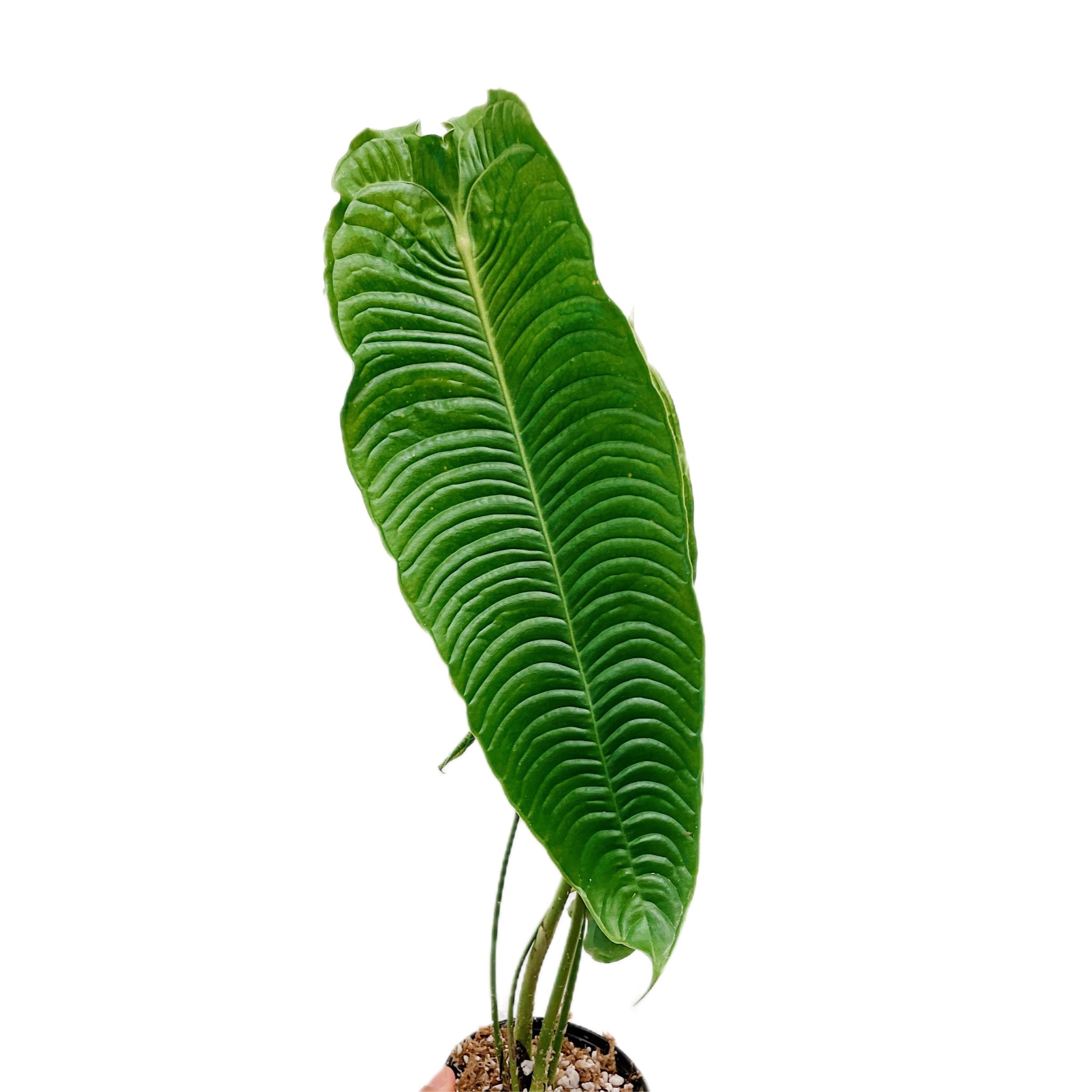 Anthurium Veitchii Super Narrow