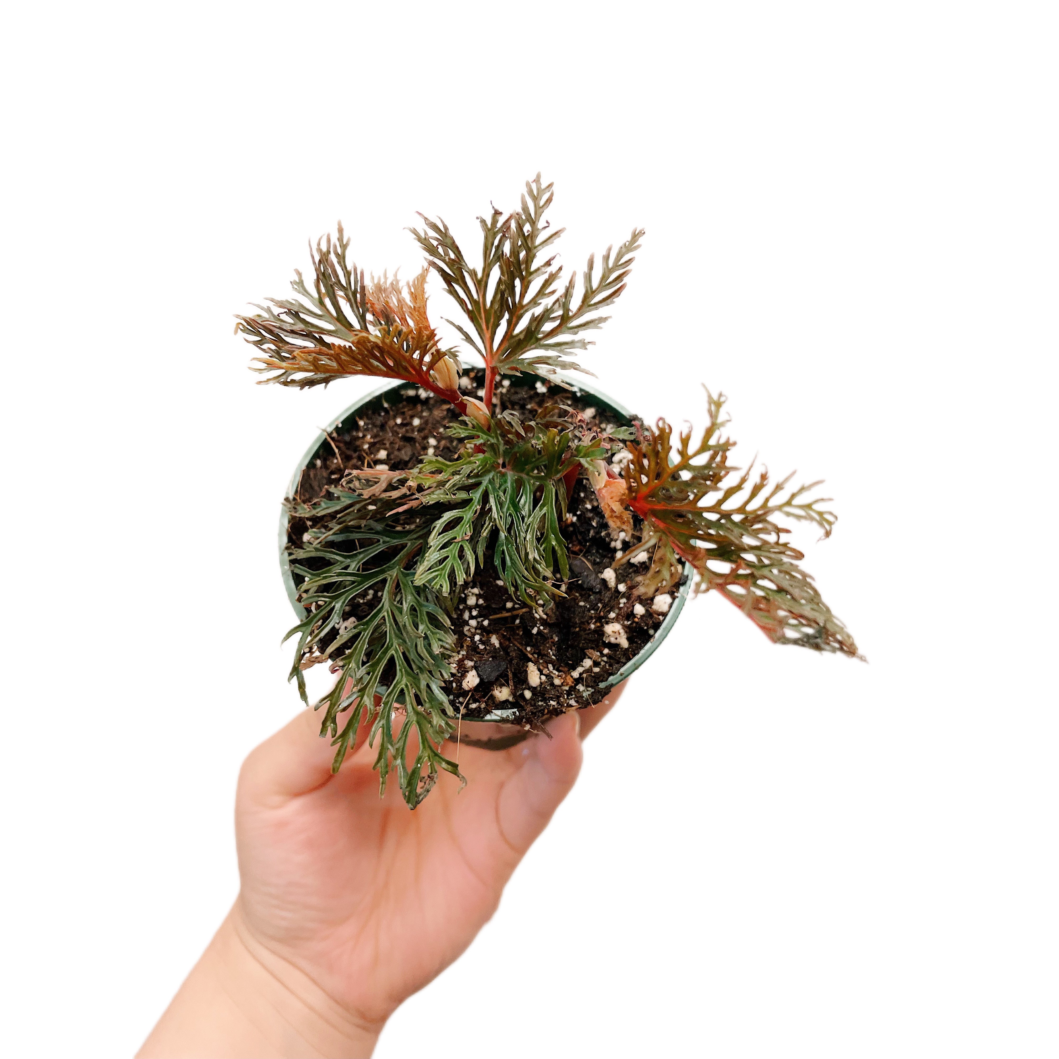 Begonia Pinnatifida