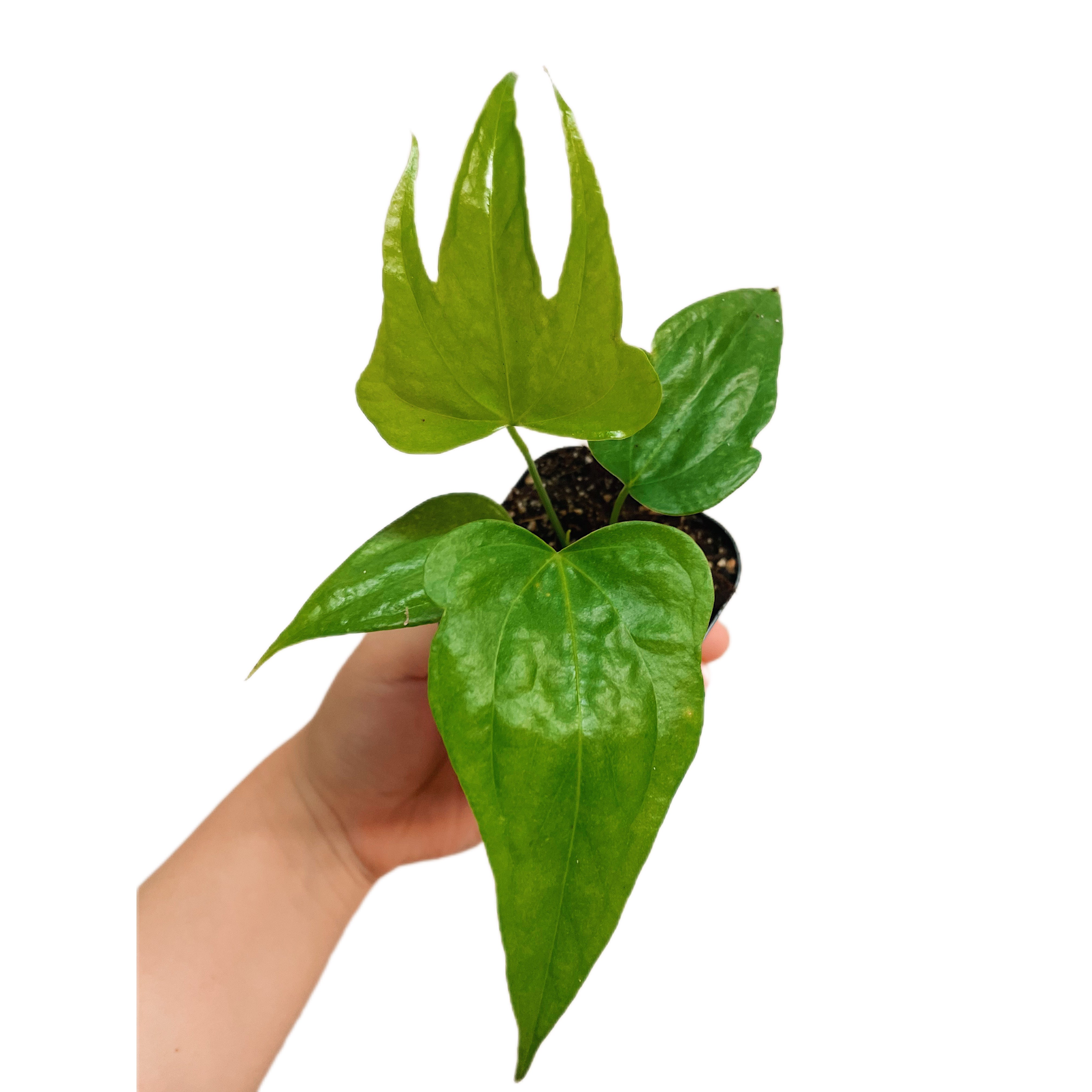 Anthurium pedatoradiatum