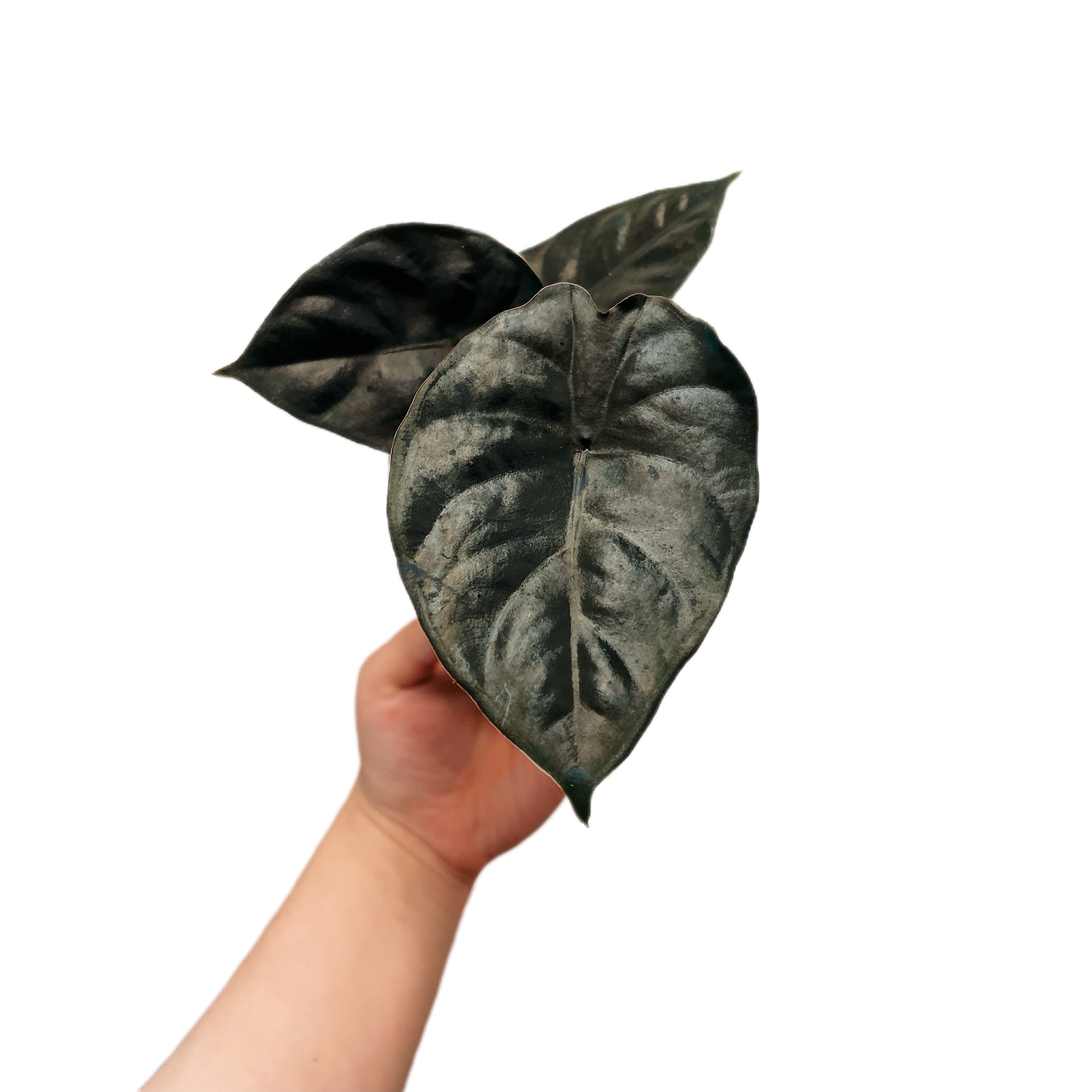 Alocasia Black Panther