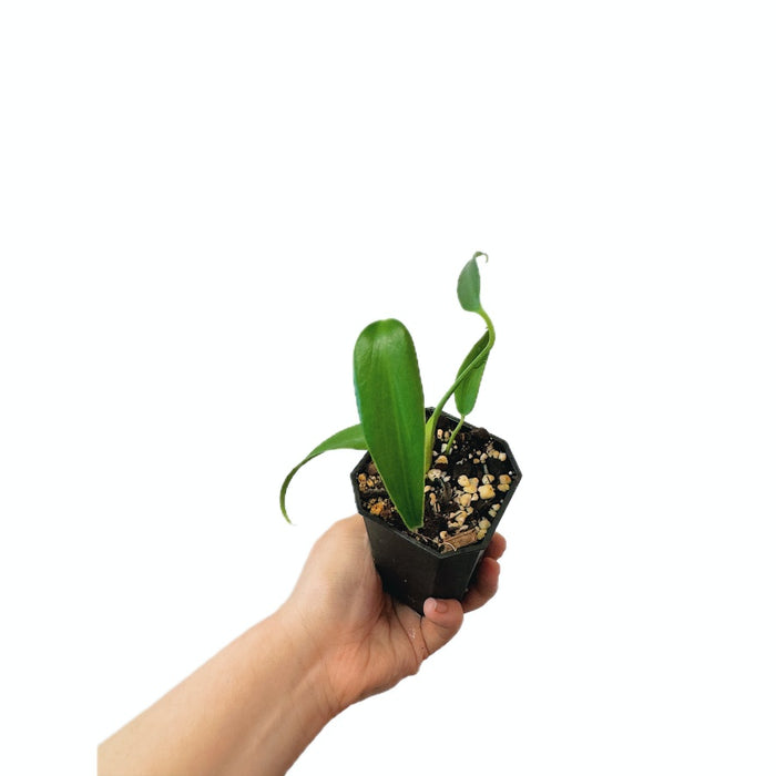 Monstera BMF (Small)