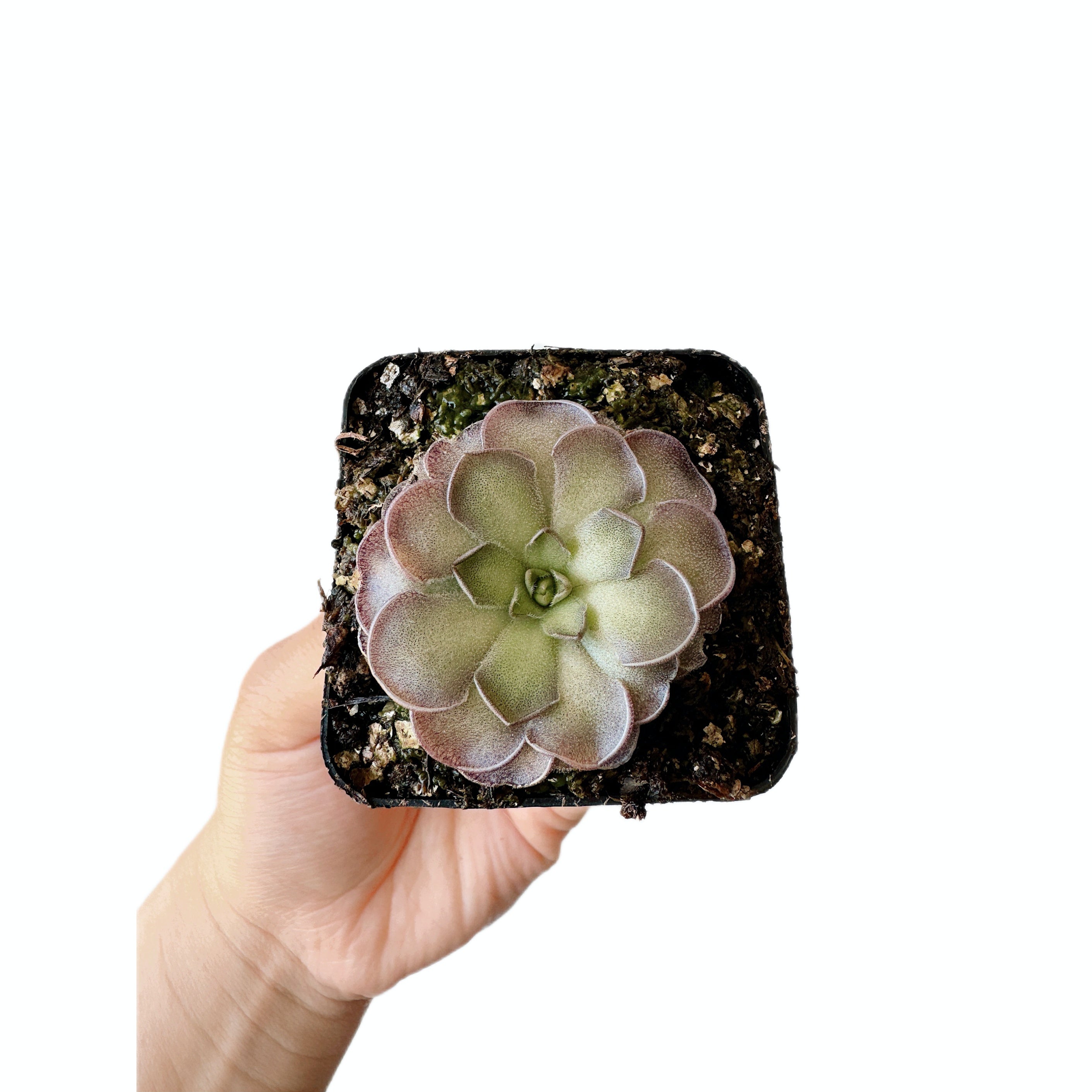 Pinguicula Cycolsecta