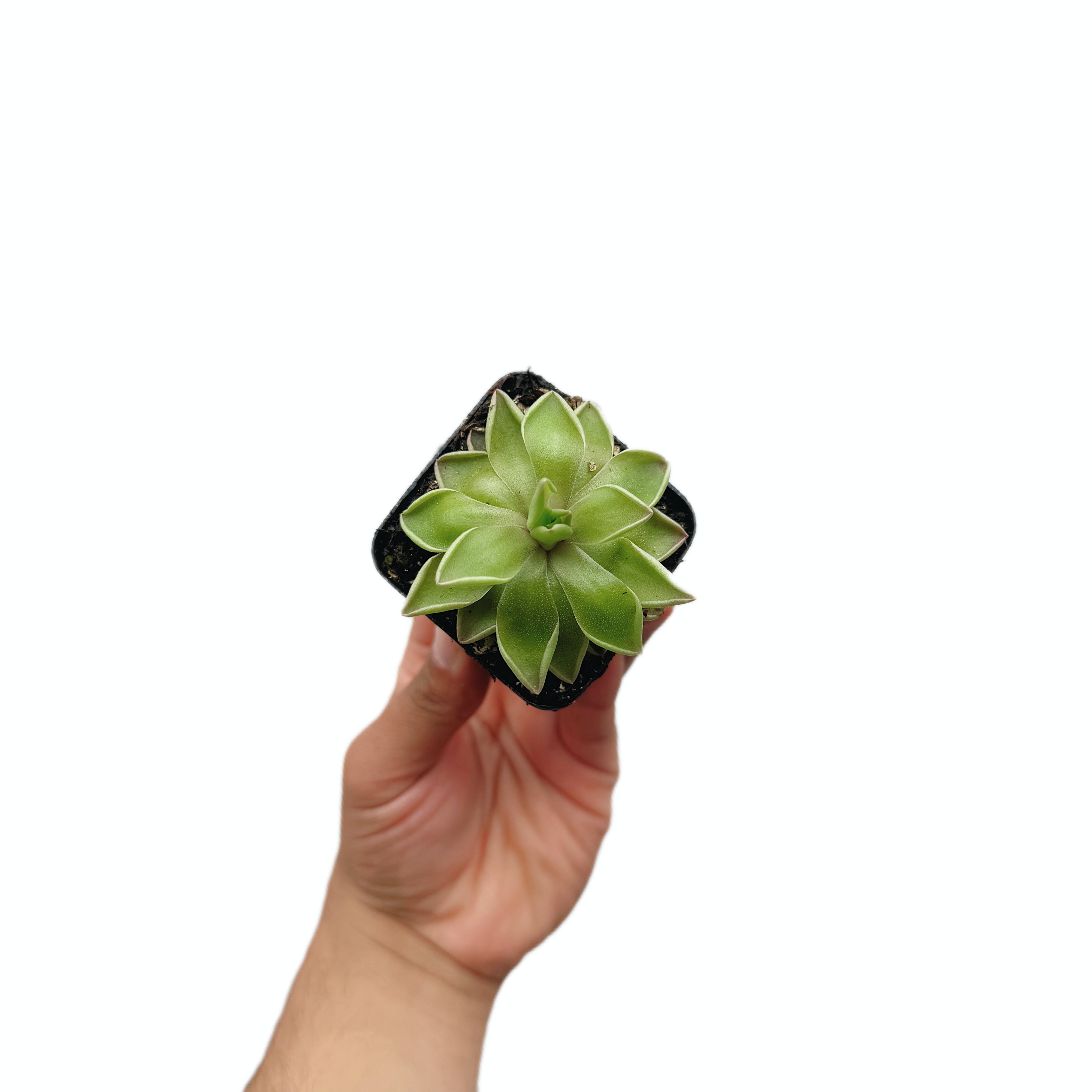 Pinguicula Estrellita