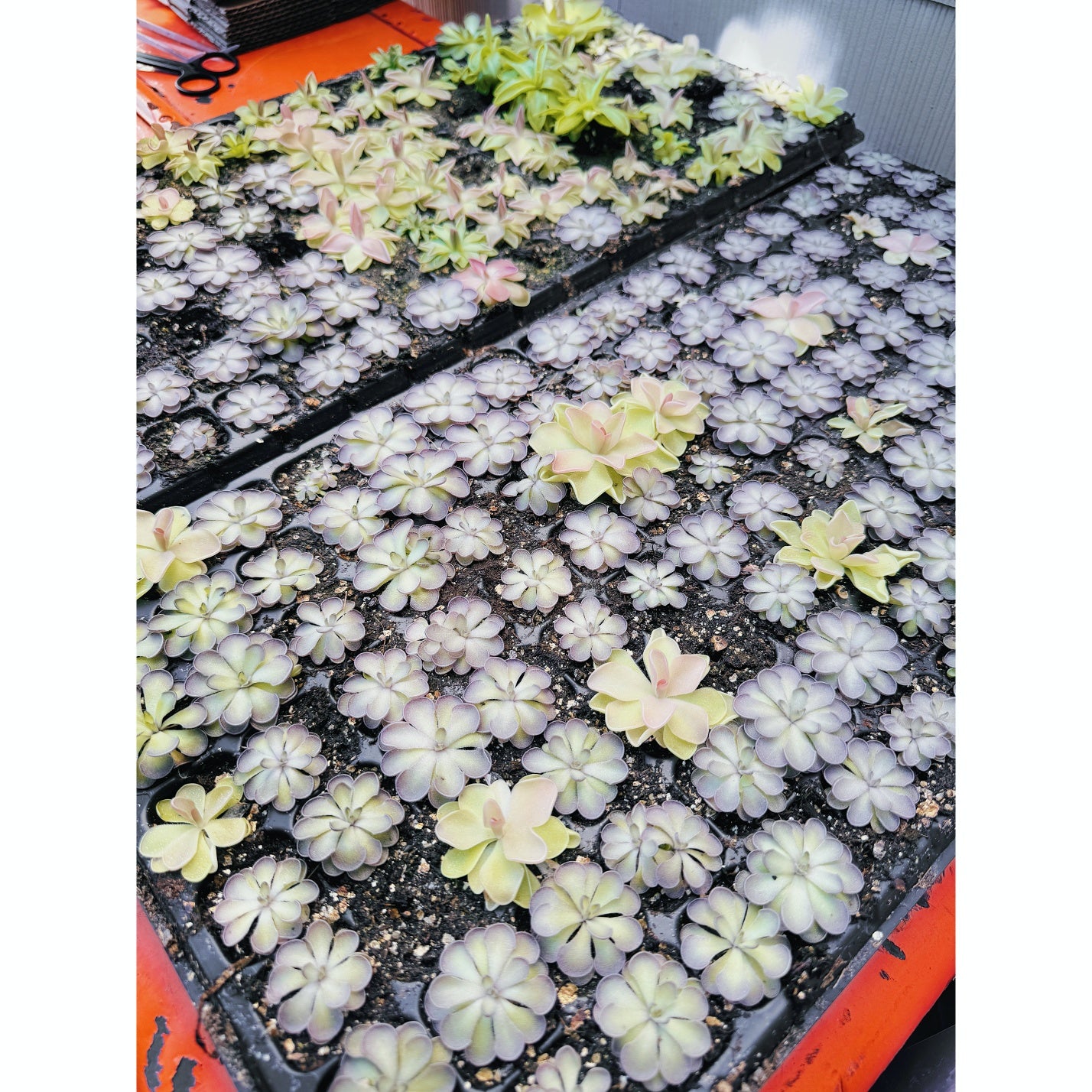 Pinguicula Cyclosecta