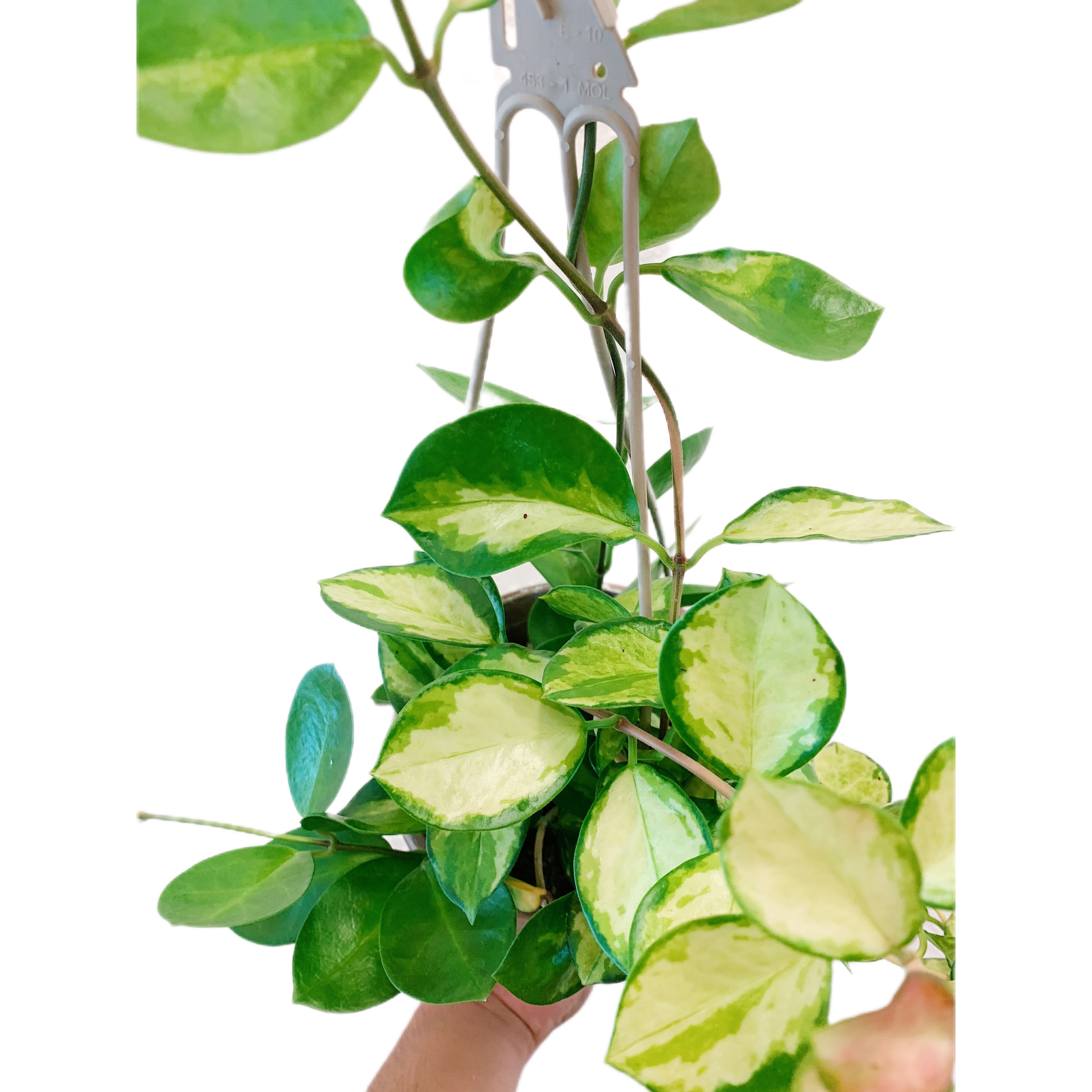 Hoya Australis Lisa