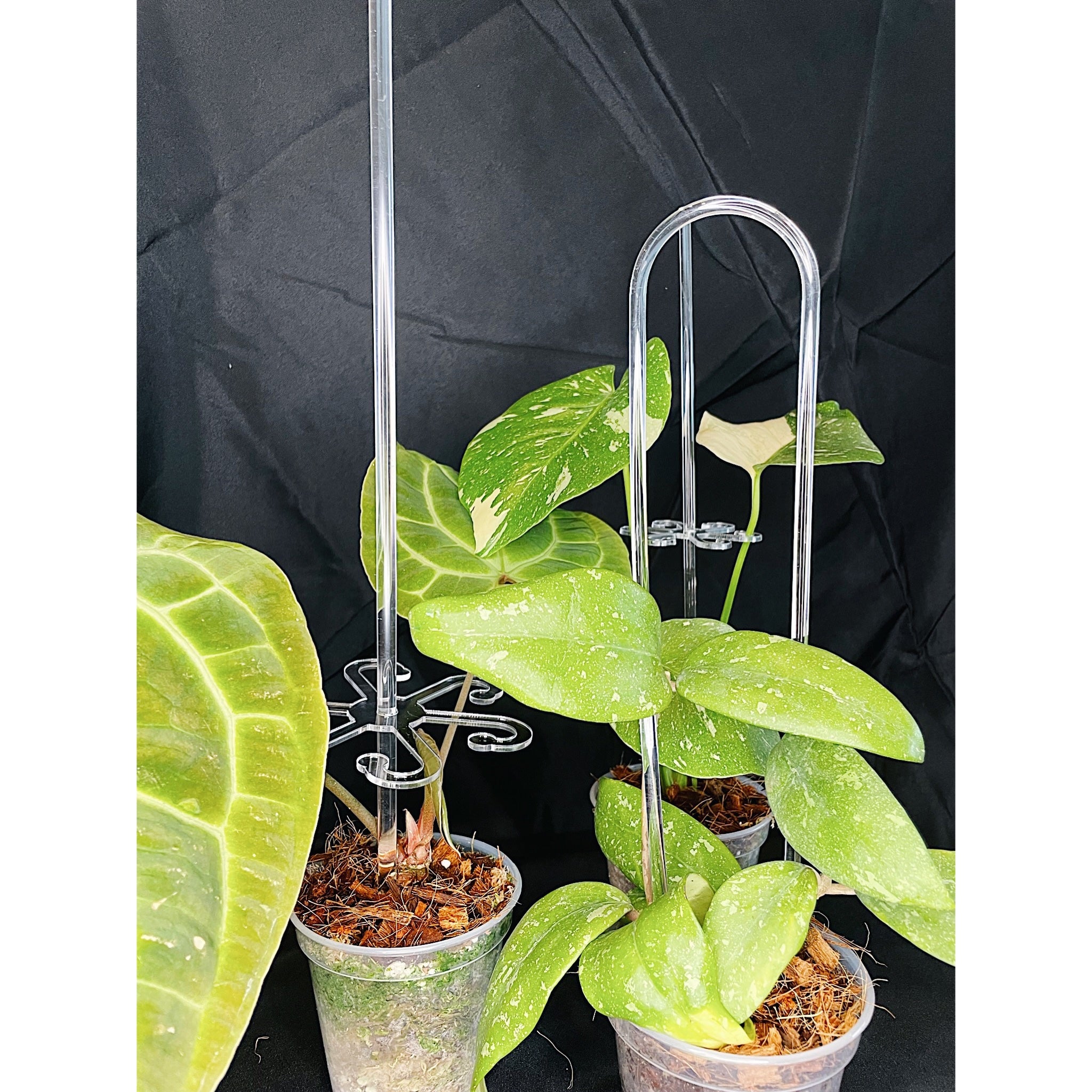 Set of 3 Acrylic Arch Trellises - 14", 16", & 18" Sizes