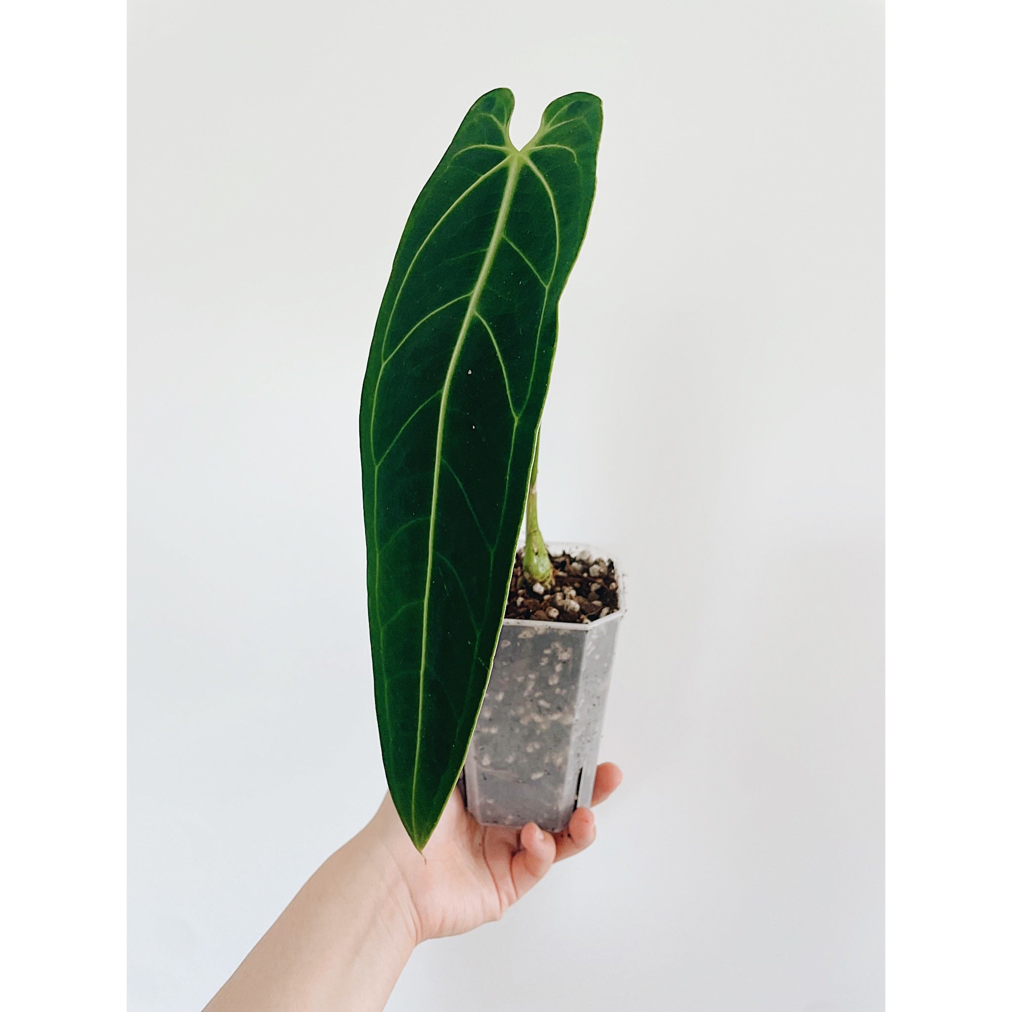 Clear Pots- Octagonal -3 Deep Sizes - Tall Clear Orchid/Aroid/Tropical Plant Pot - Sleek/Lightweight - Ventilation For Roots