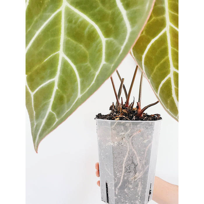 Clear Pots- Octagonal -3 Deep Sizes - Tall Clear Orchid/Aroid/Tropical Plant Pot - Sleek/Lightweight - Ventilation For Roots