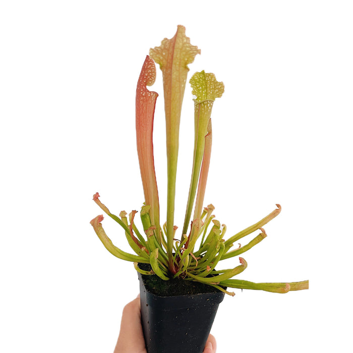 Sarracenia Farnhamii